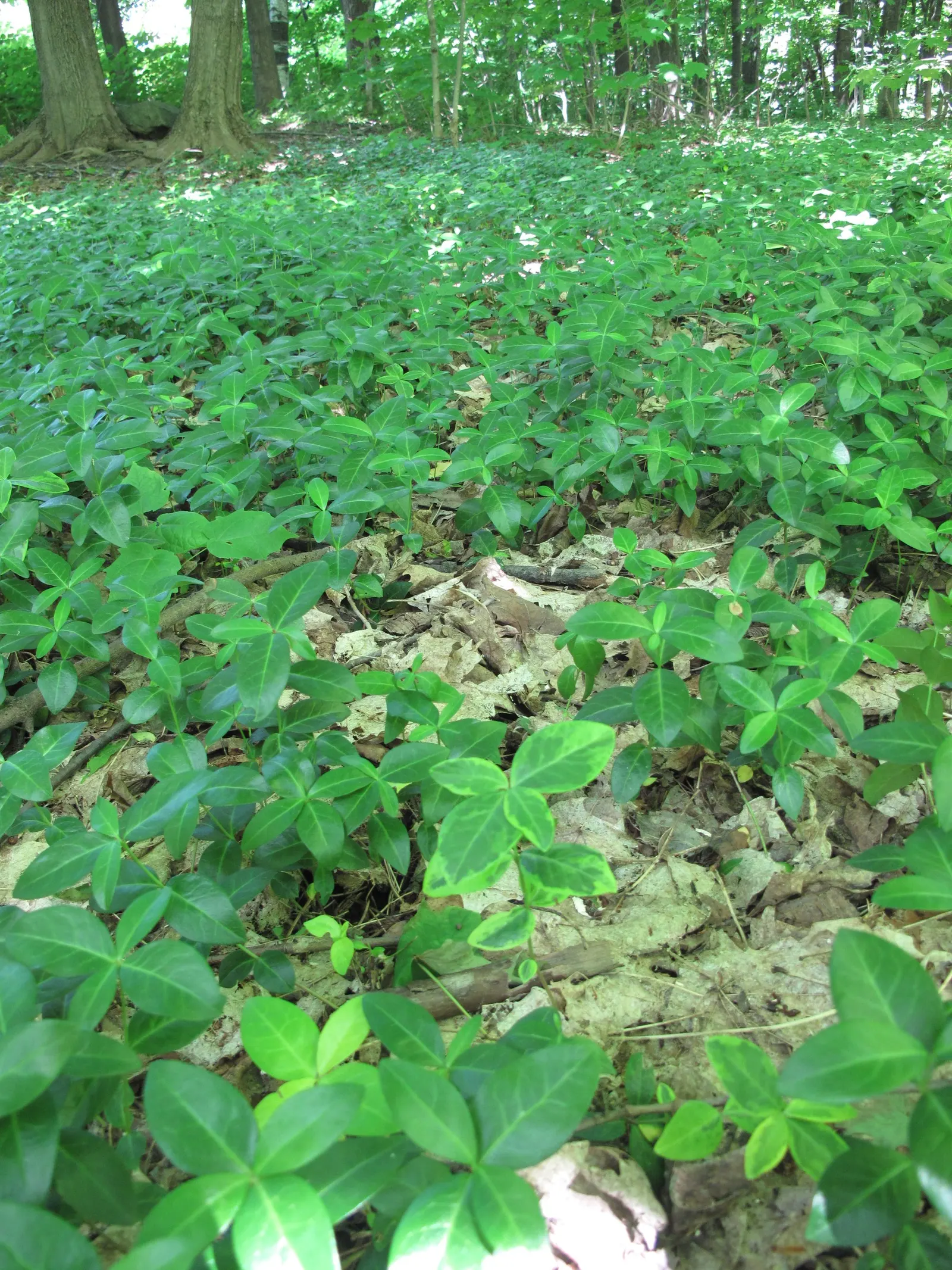 Periwinkle (Vinca Major) — Ideal for erosion control, it requires minimal care once established; infusing the garden with subtle color, image 175