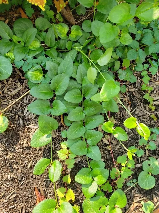 Periwinkle (Vinca Major) — commonly referred to as Vinca major; blue-lavender flowers spreading 1-2 inches wide, image 205