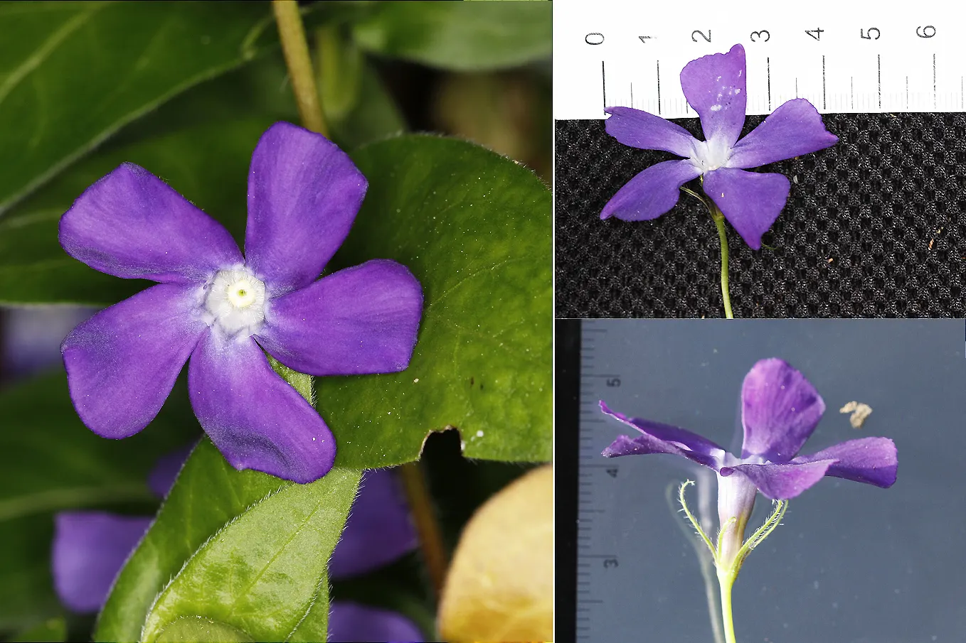 Periwinkle (Vinca Major) — blue flowers in the garden; although it prefers moist, image 222