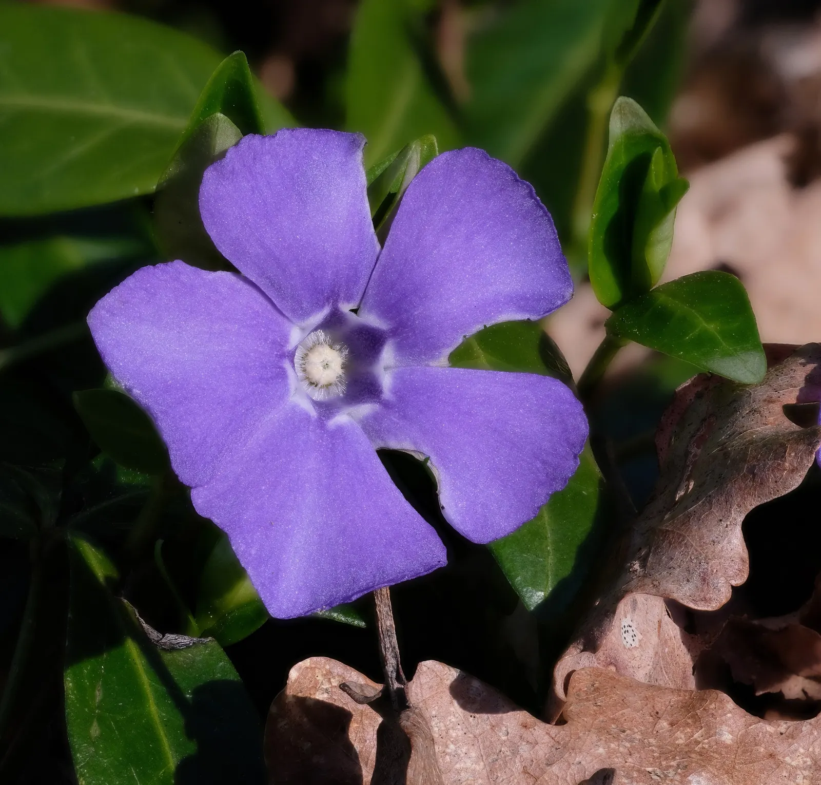 Periwinkle (Vinca Major) — typically grace the plant in mid-spring and intermittently throughout the summer months; blue-lavender flowers spreading, image 73