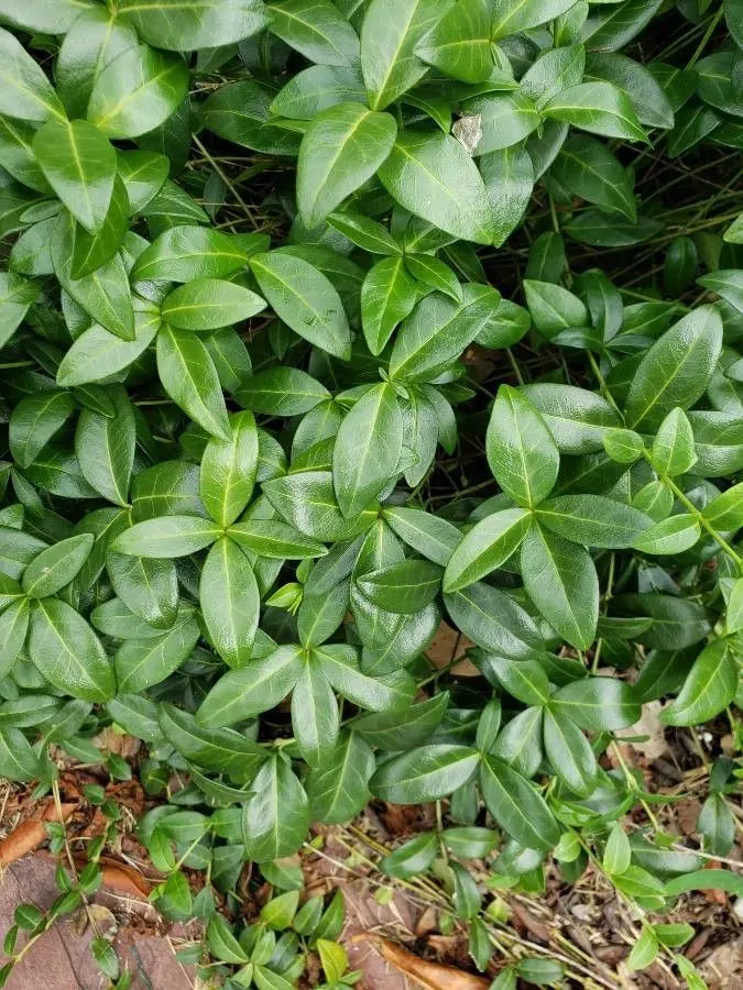 Periwinkle (Vinca Major) — emphasize its low-maintenance nature; infusing the garden with subtle color, image 79
