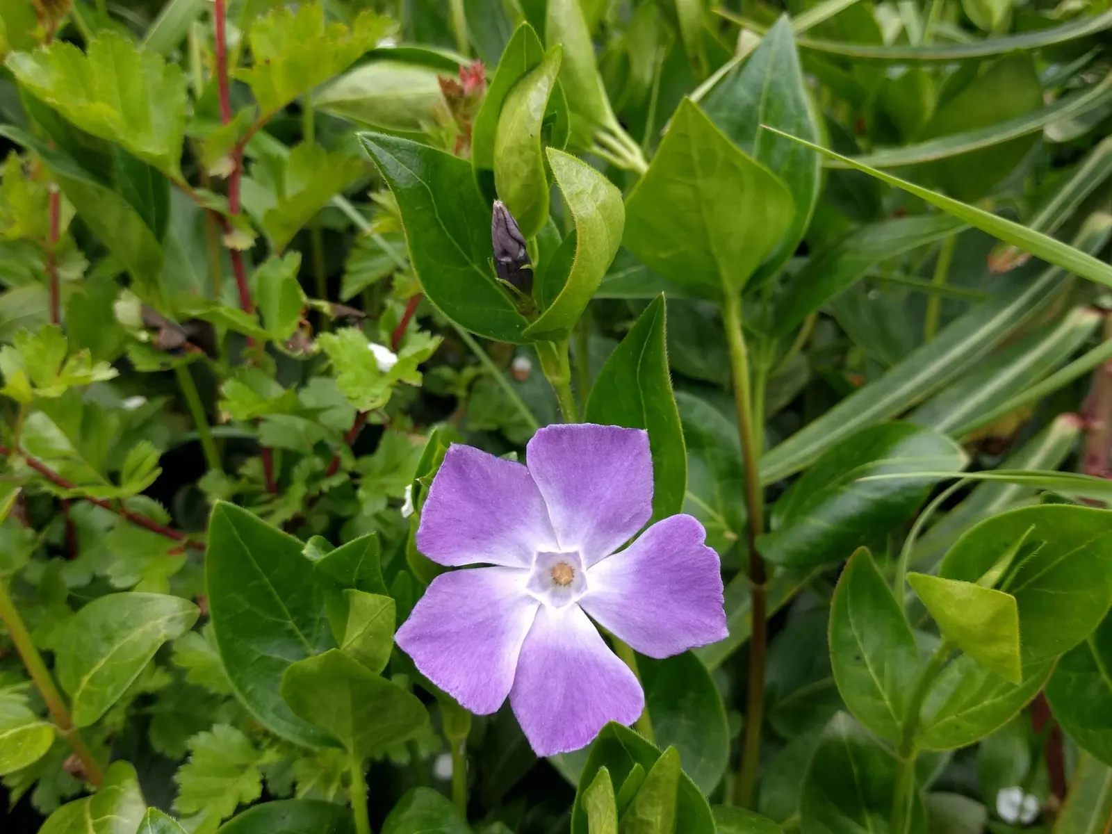 Periwinkle (Vinca Major) — five-petaled lavender-blue flowers; infusing the garden with subtle color, image 239