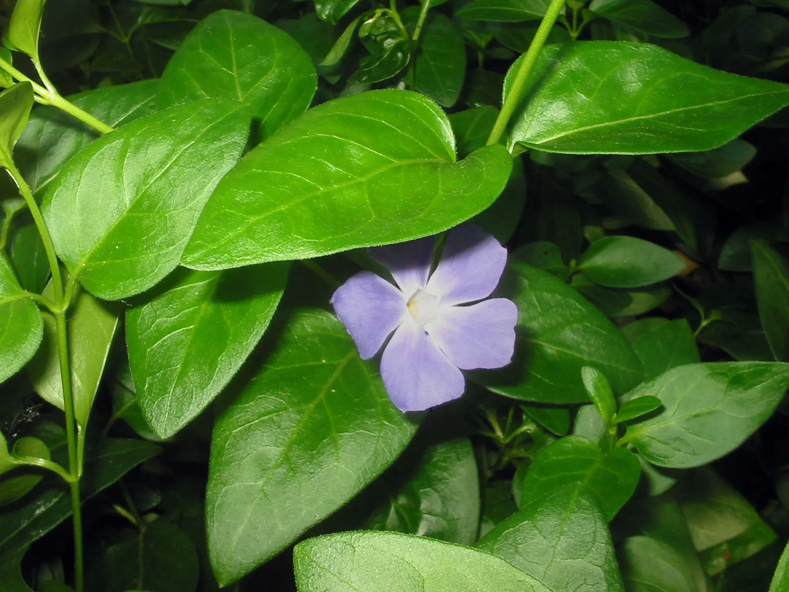 Periwinkle (Vinca Major) — It thrives in Zones 7-9, preferring partial to full shade; although it prefers moist, image 226