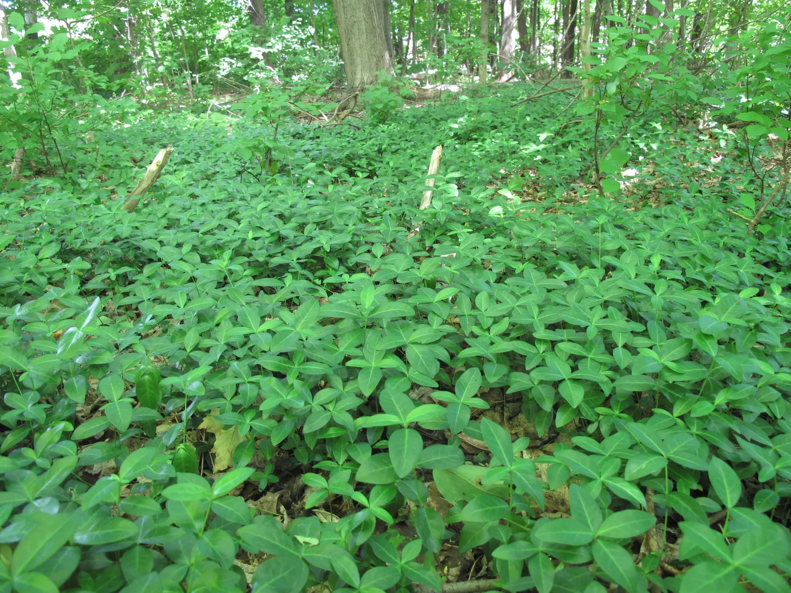Periwinkle (Vinca Major) — Its trailing stems can extend up to 18 inches; although it prefers moist, image 174
