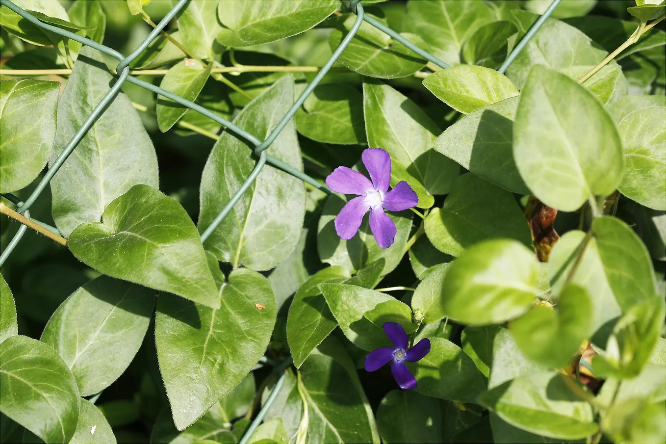 Periwinkle (Vinca Major) — Strategic planting is suggested to avoid unwanted overtaking of nearby plants; although it prefers moist, image 218