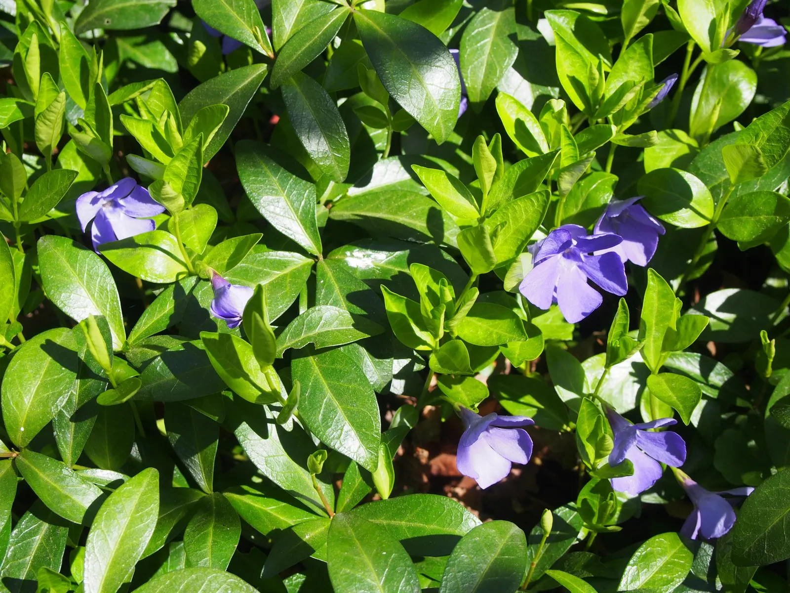 Periwinkle (Vinca Major) — ground cover for half or shade; where other plants may struggle, image 84