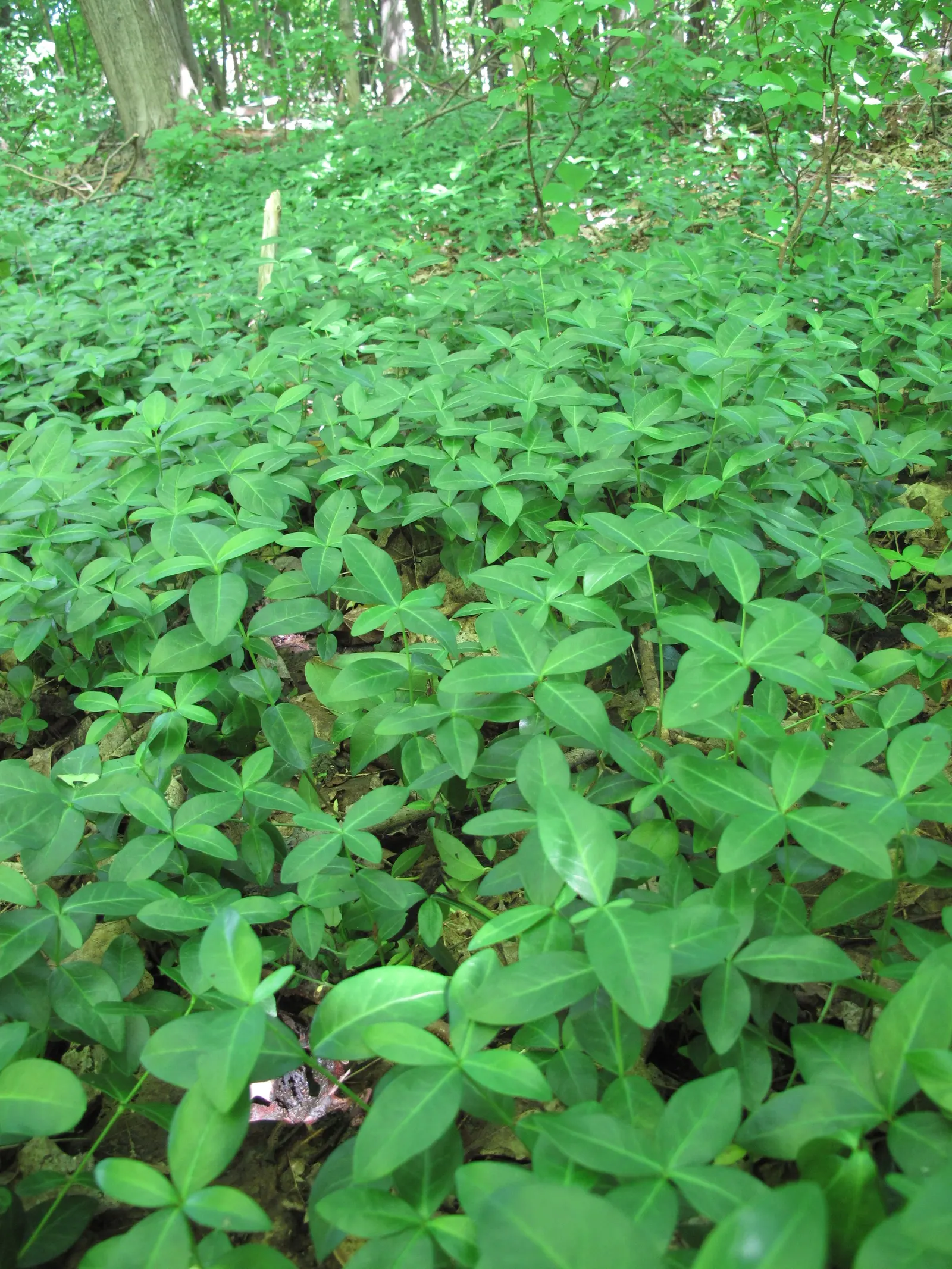 Periwinkle (Vinca Major) — Keep invasive tendencies in check; where other plants may struggle, image 176