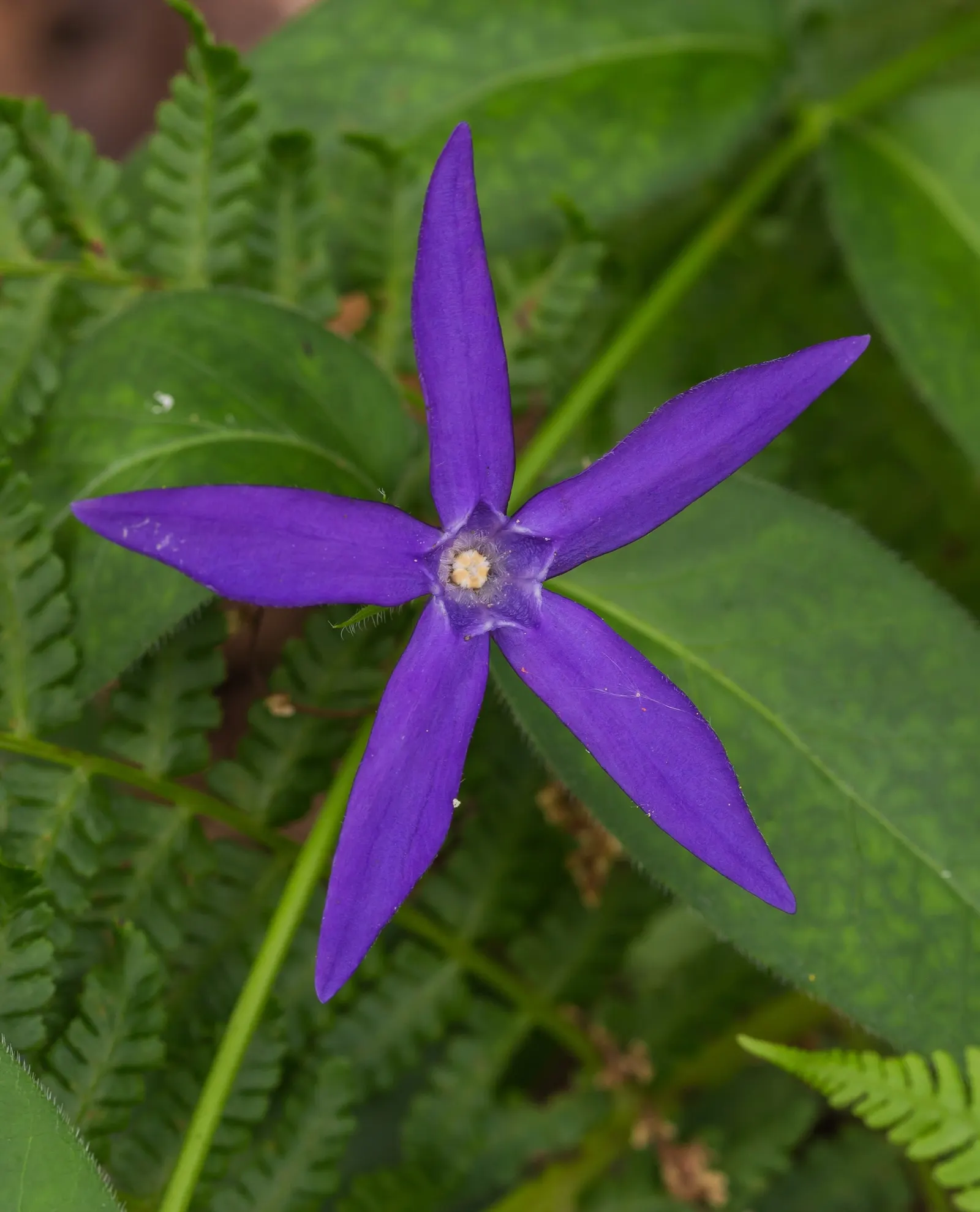 Periwinkle (Vinca Major) — Its trailing stems can extend up to 18 inches; although it prefers moist, image 230