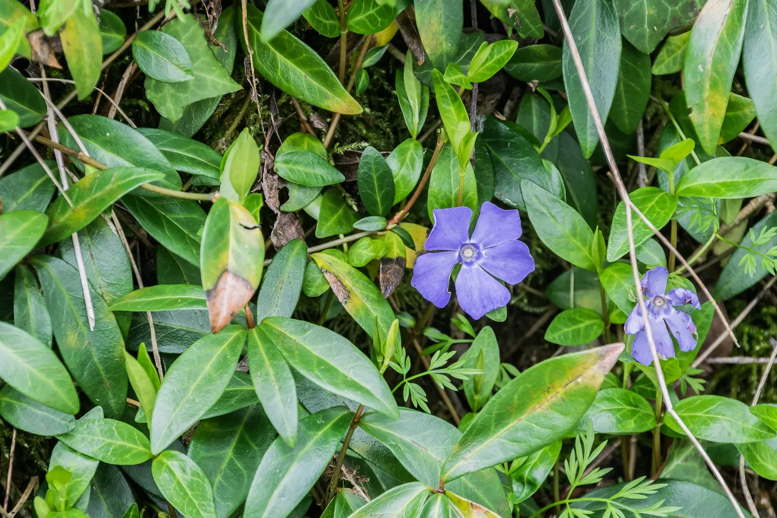 Periwinkle (Vinca Major) — which requires minimal care beyond occasional pruning to control its spread; where other plants may struggle, image 80