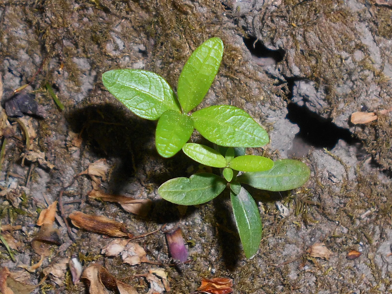 Periwinkle (Vinca Major) — typically grace the plant in mid-spring and intermittently throughout the summer months; blue-lavender flowers spreading, image 157
