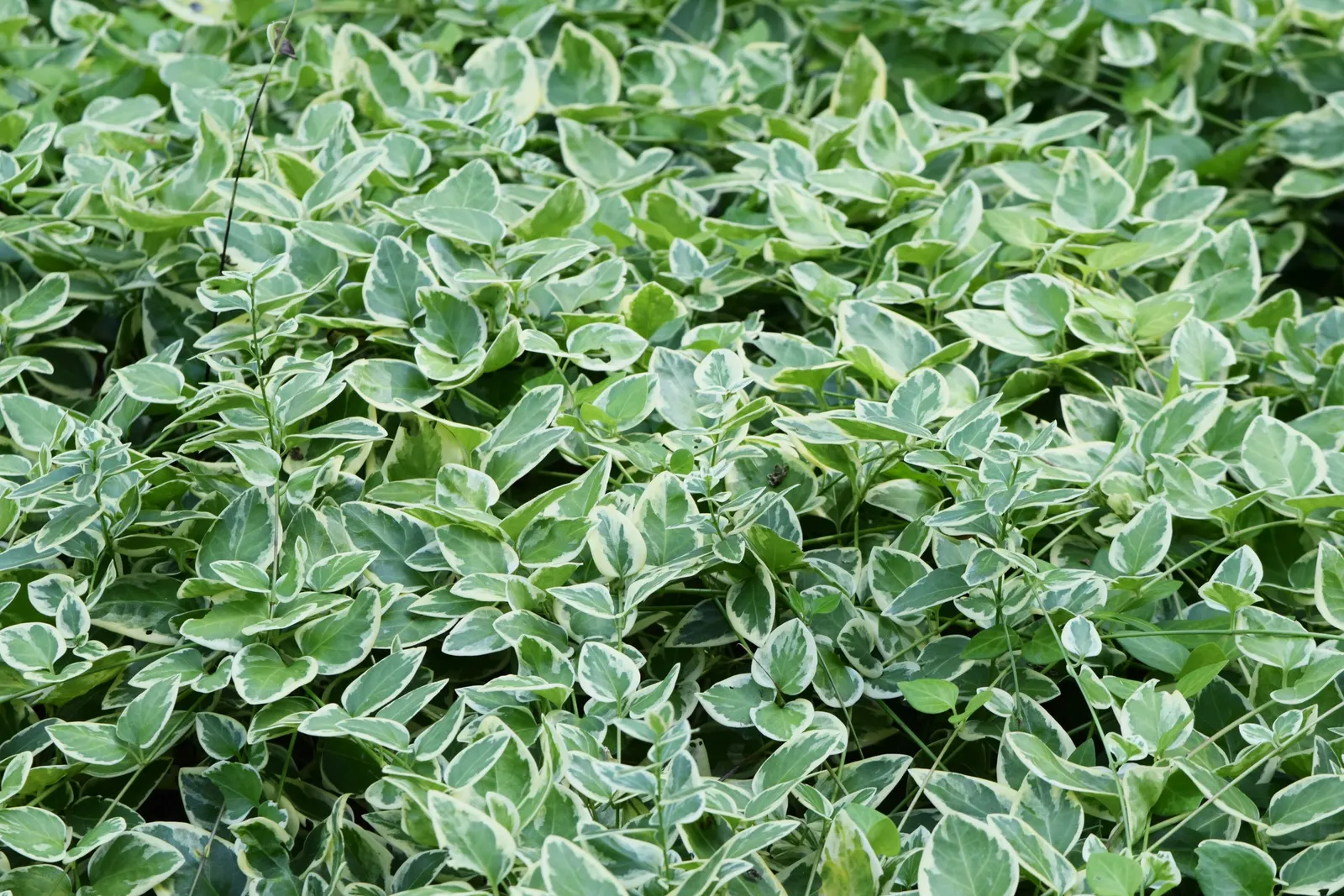 Periwinkle (Vinca Major) — which requires minimal care beyond occasional pruning to control its spread; where other plants may struggle, image 220