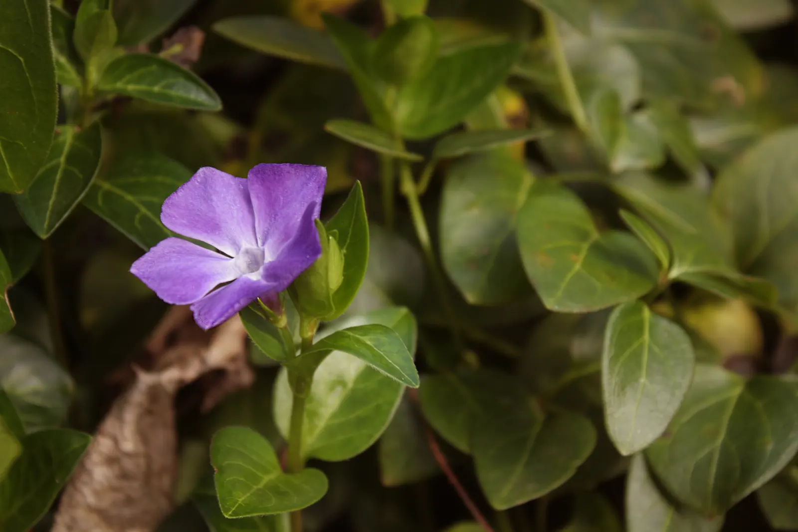 Periwinkle (Vinca Major) — infusing the garden with subtle color; although it prefers moist, image 214