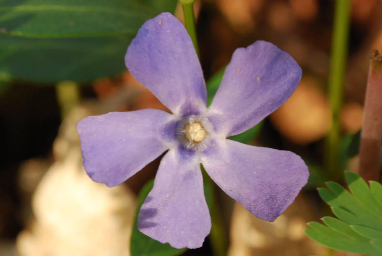 Periwinkle (Vinca Major) — Periwinkle, or Vinca major, is a fast-spreading evergreen ground cover; blue-lavender flowers spreading 1-2 inches wide, image 169