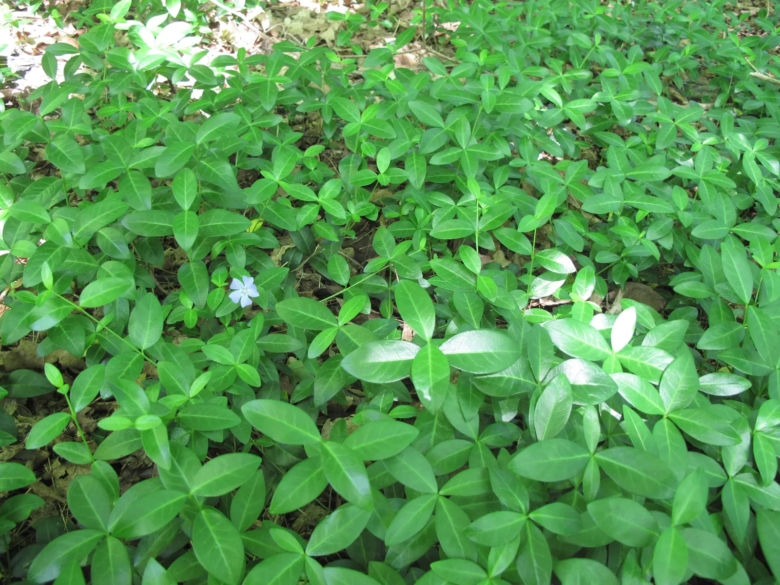 Periwinkle (Vinca Major) — It thrives in Zones 7-9, preferring partial to full shade; although it prefers moist, image 170
