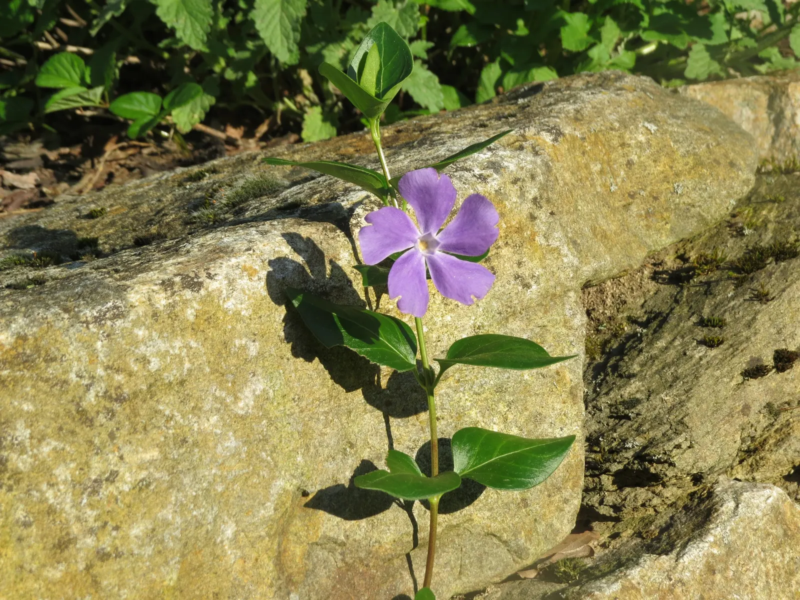 Periwinkle (Vinca Major) — Ideal for erosion control, it requires minimal care once established; infusing the garden with subtle color, image 231