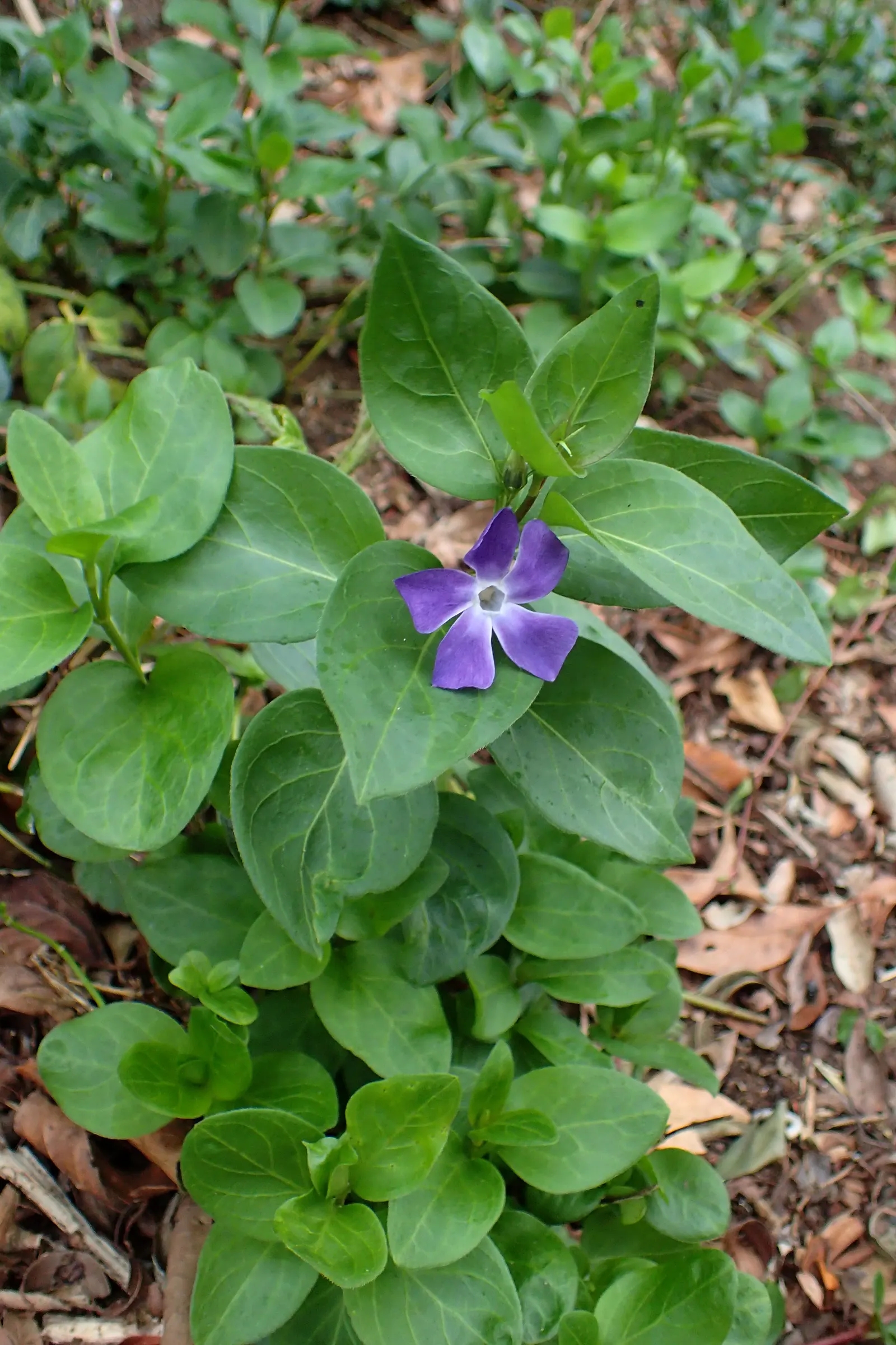 Periwinkle (Vinca Major) — ground cover for half or shade; where other plants may struggle, image 224