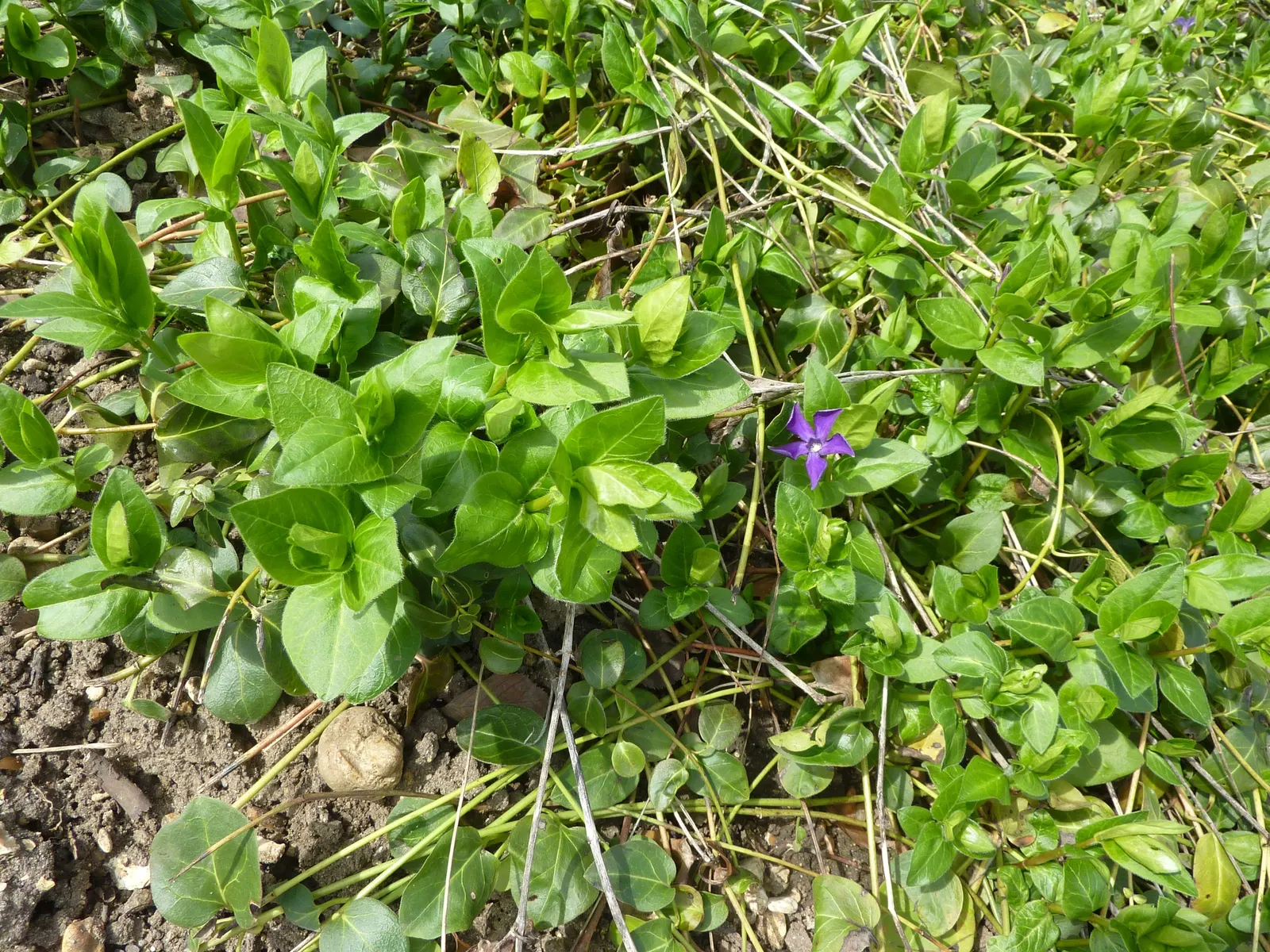 Periwinkle (Vinca Major) — which measure about 1-2 inches wide and 2-3 inches long; although it prefers moist, image 210