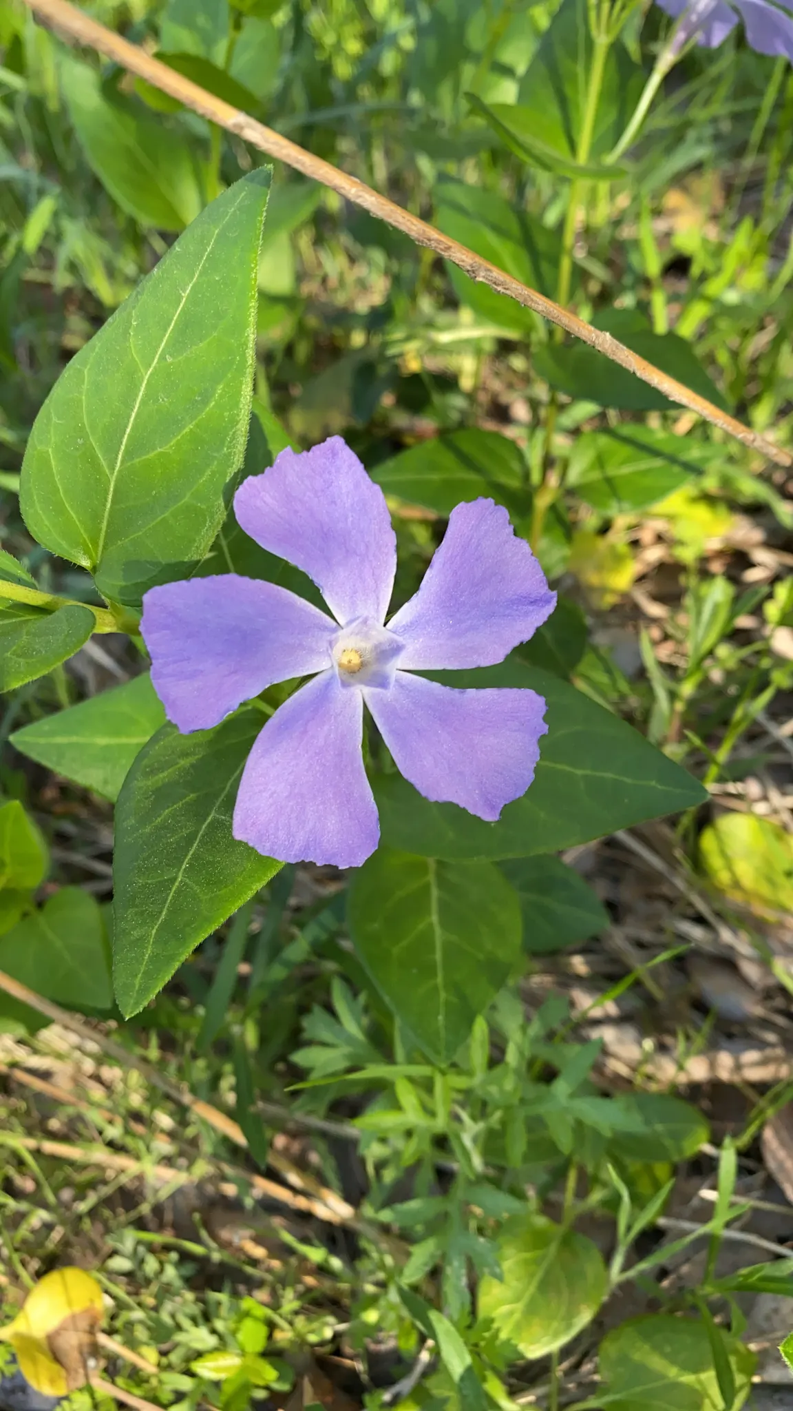 Periwinkle (Vinca Major) — ground cover with blue blooms; infusing the garden with subtle color, image 195