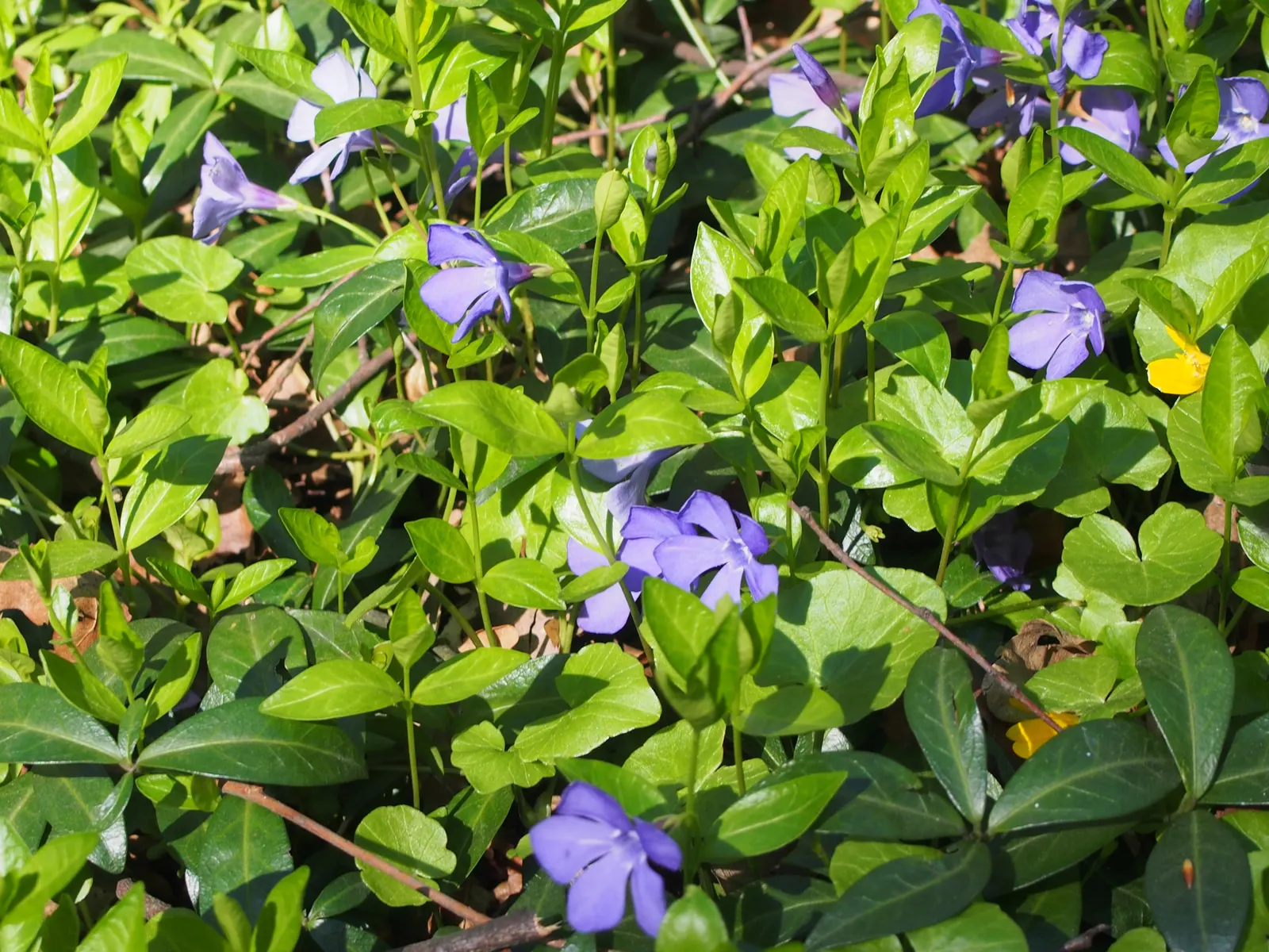 Periwinkle (Vinca Major) — Ideal for erosion control, it requires minimal care once established; infusing the garden with subtle color, image 91