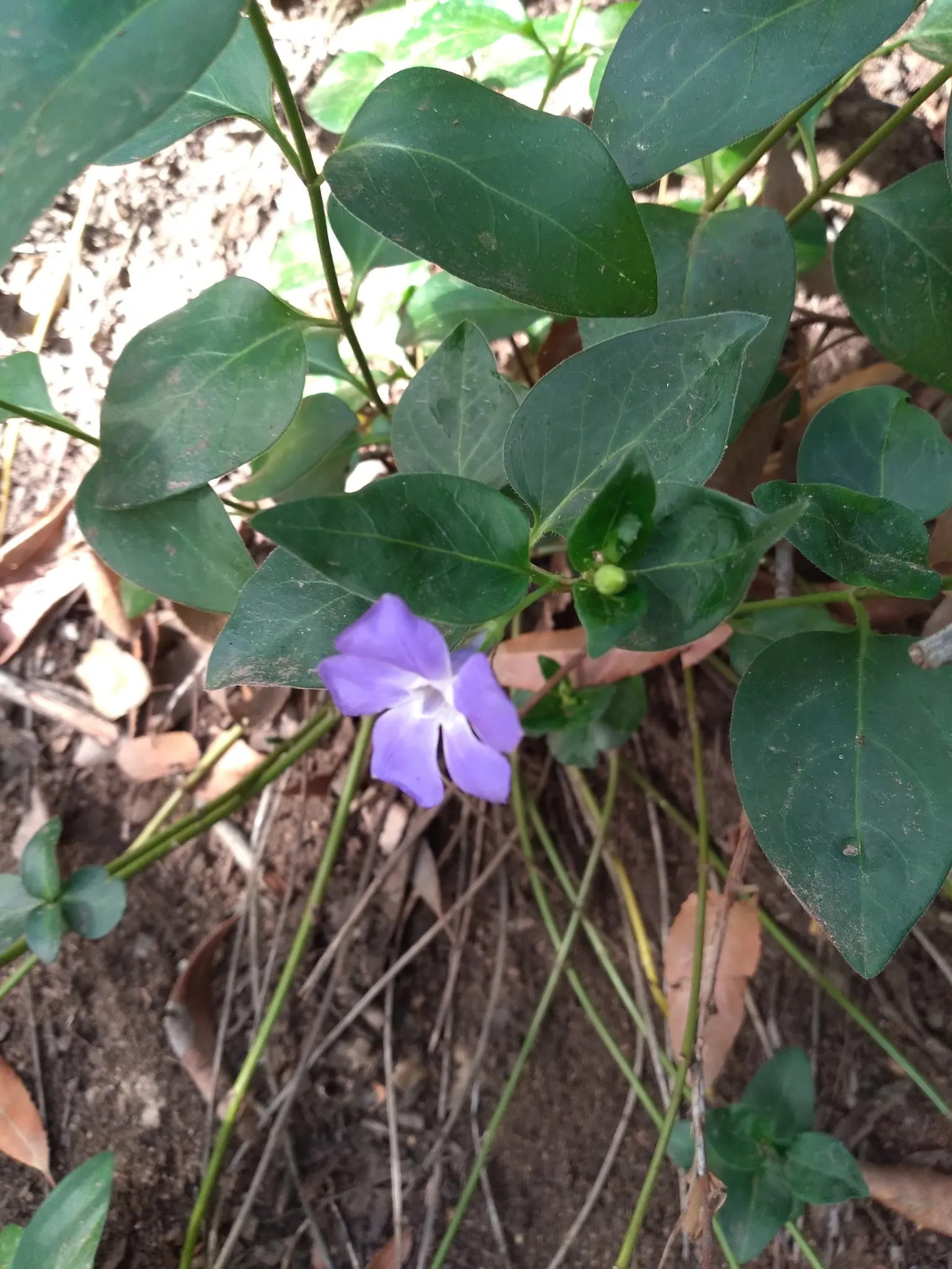 Periwinkle (Vinca Major) — around 1-2 inches in diameter; where other plants may struggle, image 128