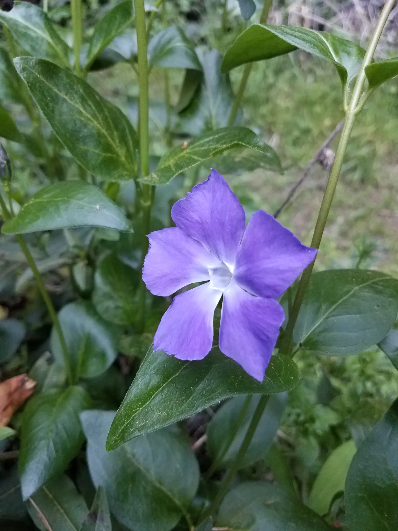 Periwinkle (Vinca Major) — which measure about 1-2 inches wide and 2-3 inches long; although it prefers moist, image 126