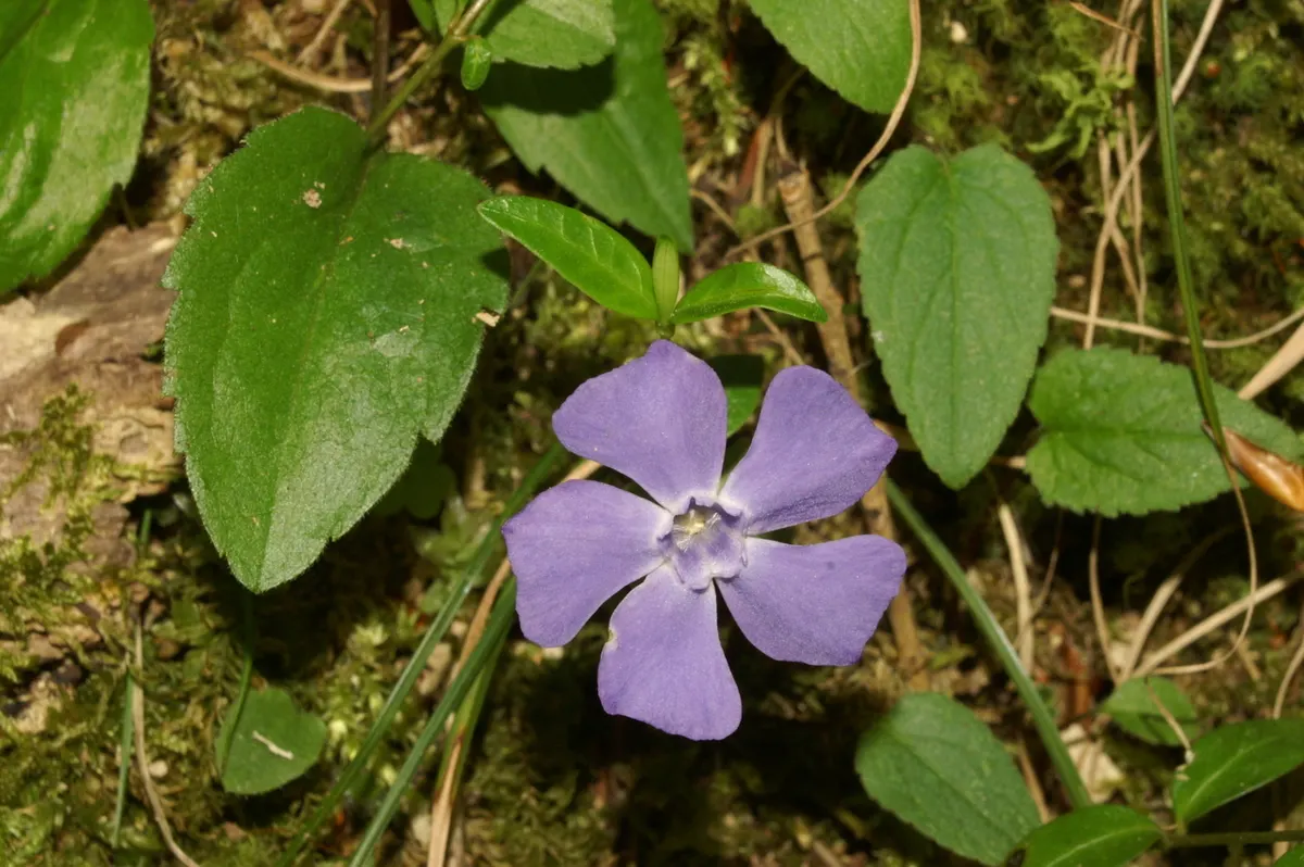 Periwinkle (Vinca Major) — although it prefers moist; infusing the garden with subtle color