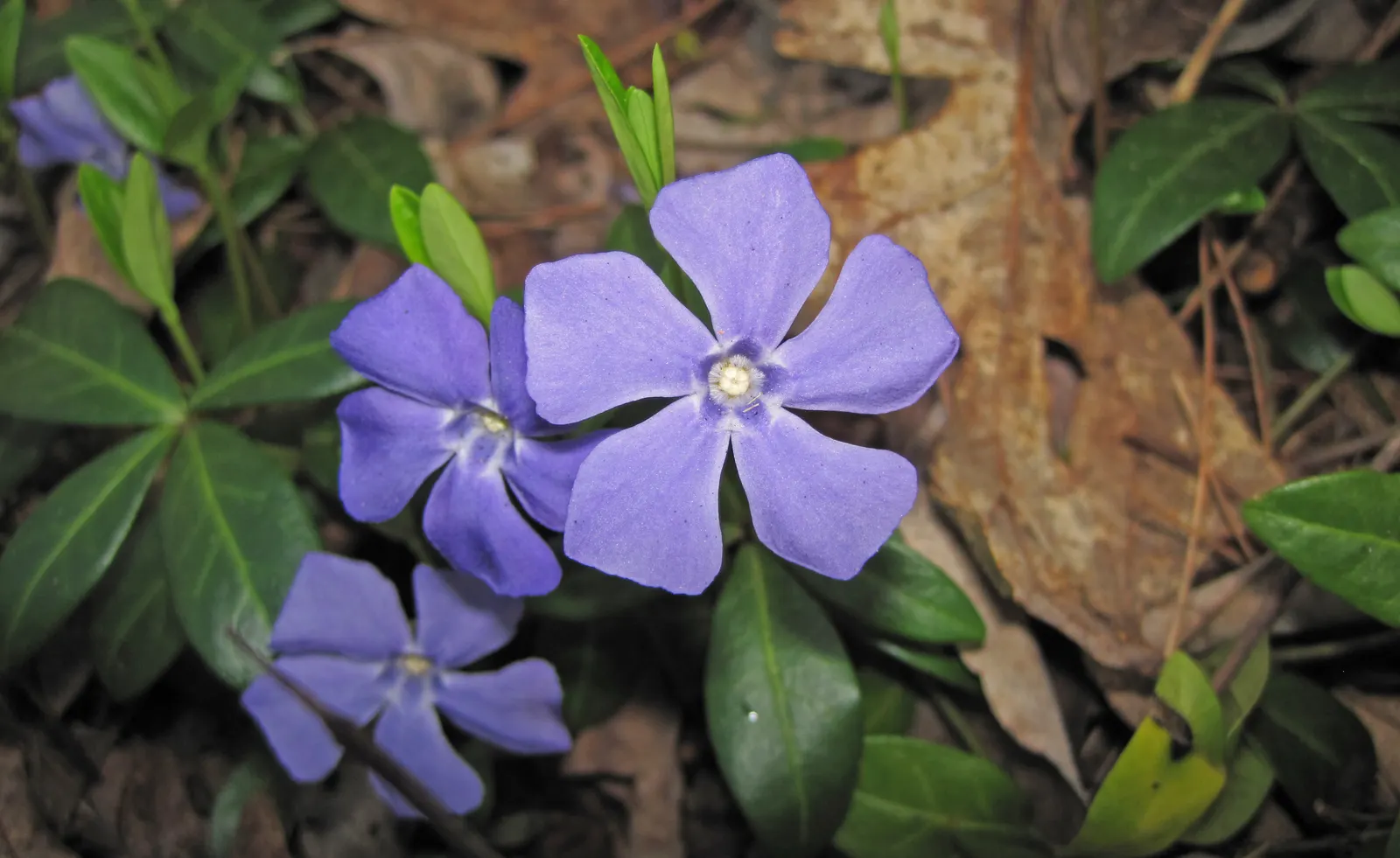 Periwinkle (Vinca Major) — Periwinkle, or Vinca major, is a fast-spreading evergreen ground cover; blue-lavender flowers spreading 1-2 inches wide, image 57