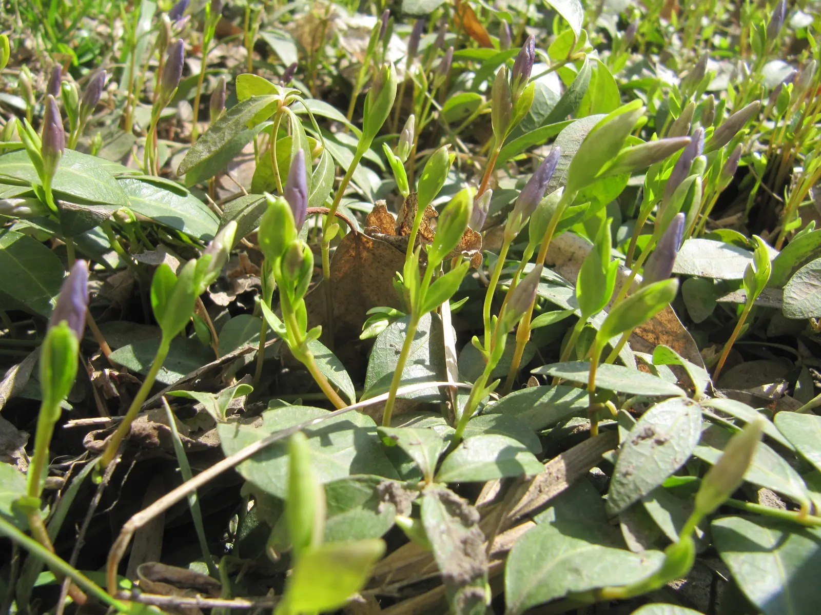 Periwinkle (Vinca Major) — <br><br>For the landscape designer; infusing the garden with subtle color