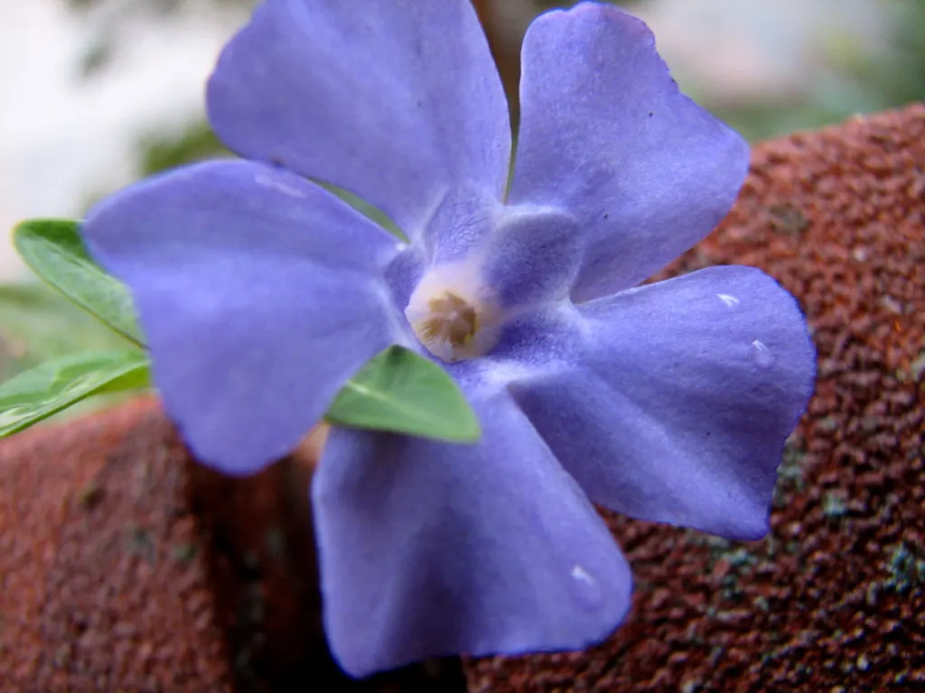 Periwinkle (Vinca Major) — which requires minimal care beyond occasional pruning to control its spread; where other plants may struggle