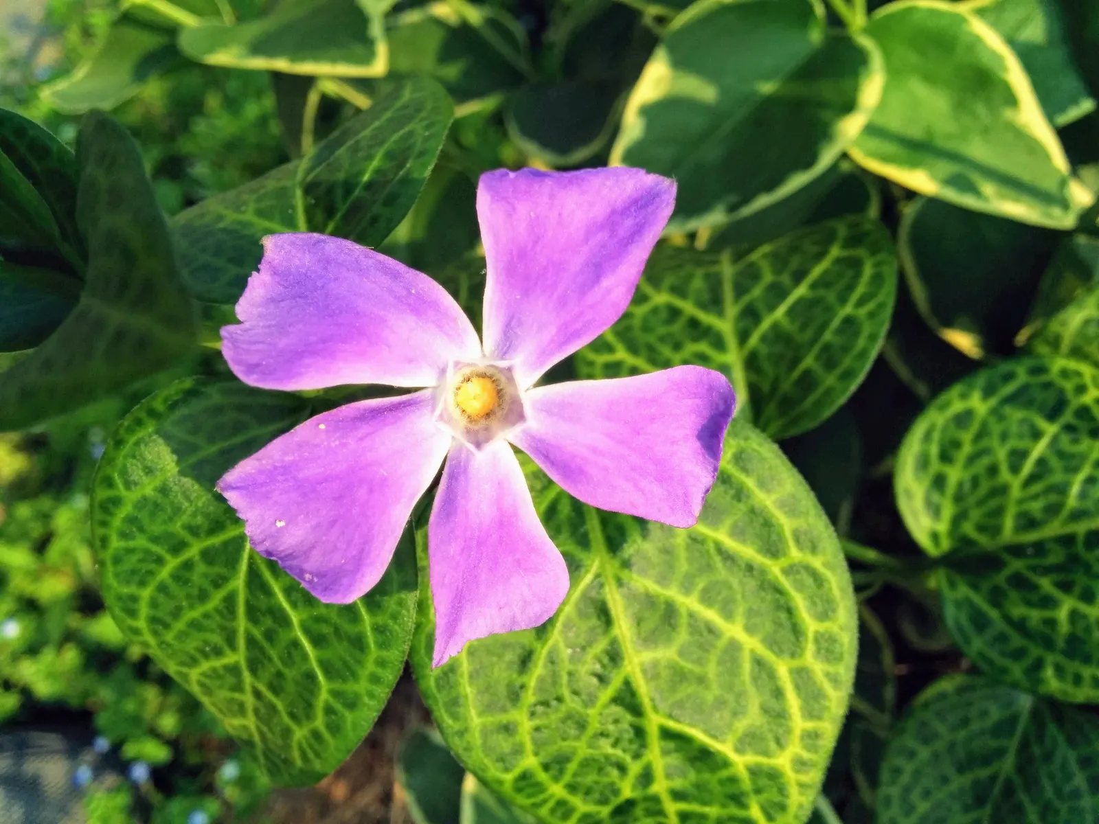 Periwinkle (Vinca Major) — Its trailing stems can extend up to 18 inches; although it prefers moist, image 146