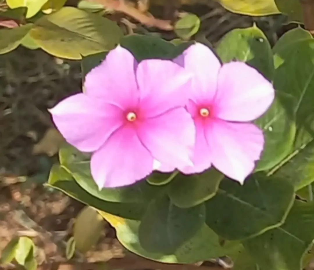 Periwinkle (Vinca Major) — Keep invasive tendencies in check; where other plants may struggle