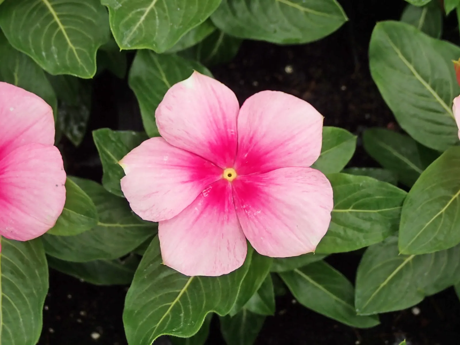 Periwinkle (Vinca Major) — Originating from the Mediterranean region, this trailing vine thrives in U.S; although it prefers moist, image 66