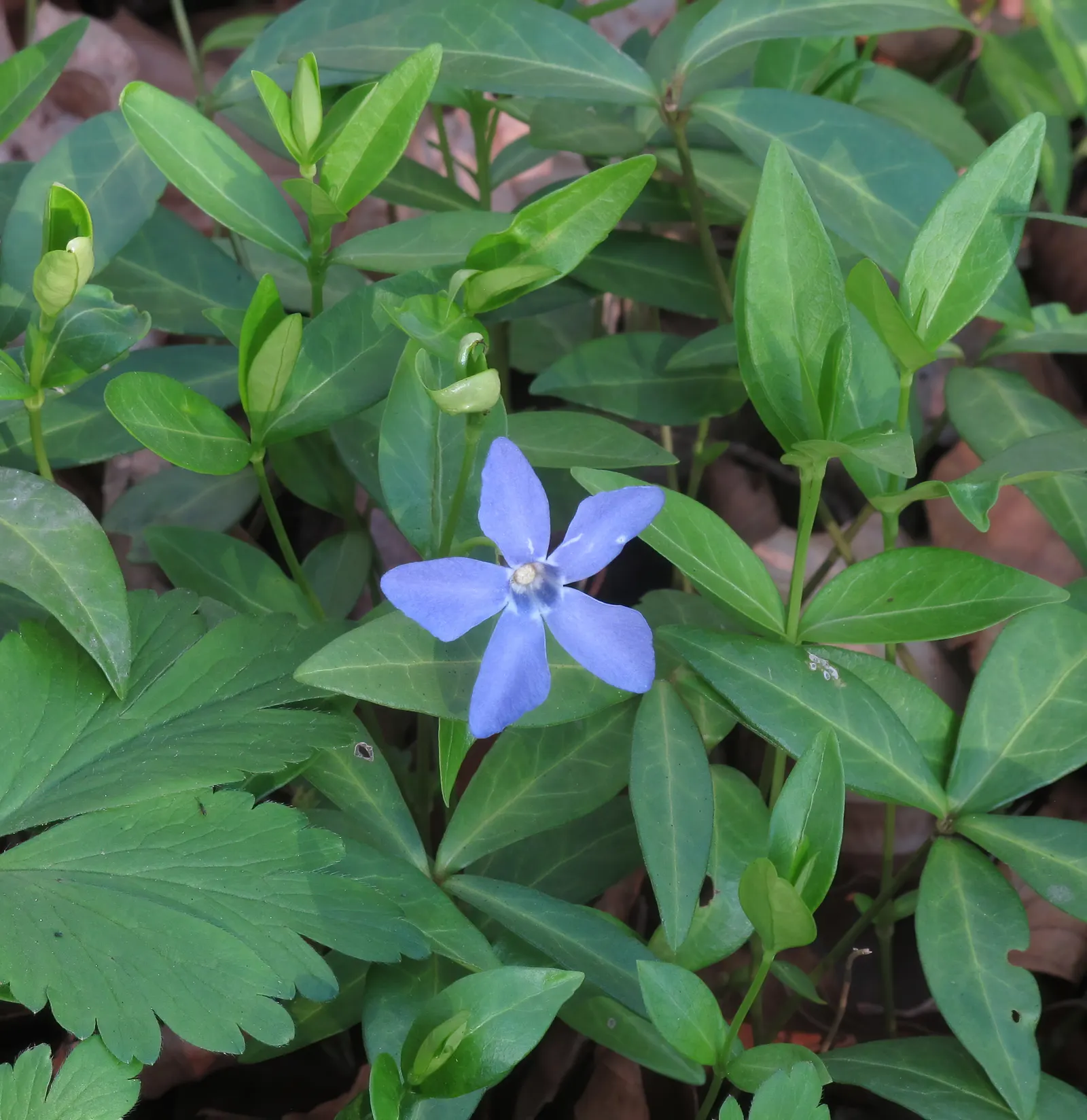 Periwinkle (Vinca Major) — Its trailing stems can extend up to 18 inches; although it prefers moist