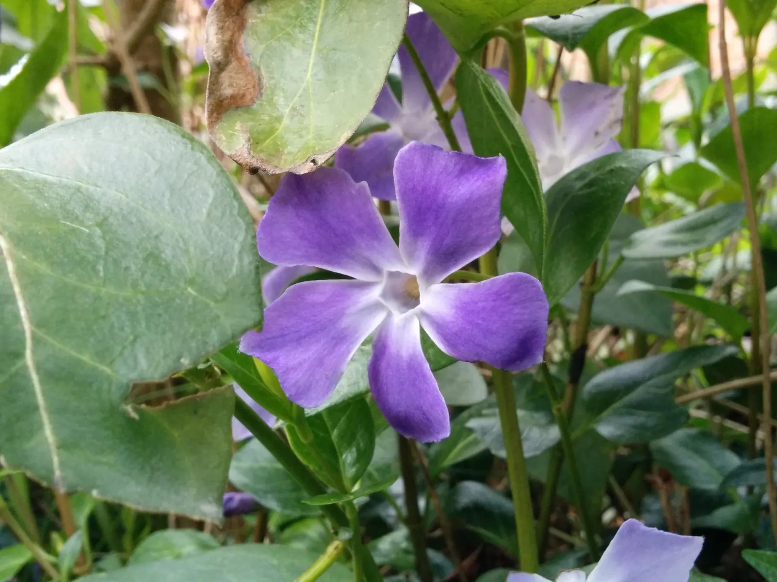 Periwinkle (Vinca Major) — Keep invasive tendencies in check; where other plants may struggle, image 64
