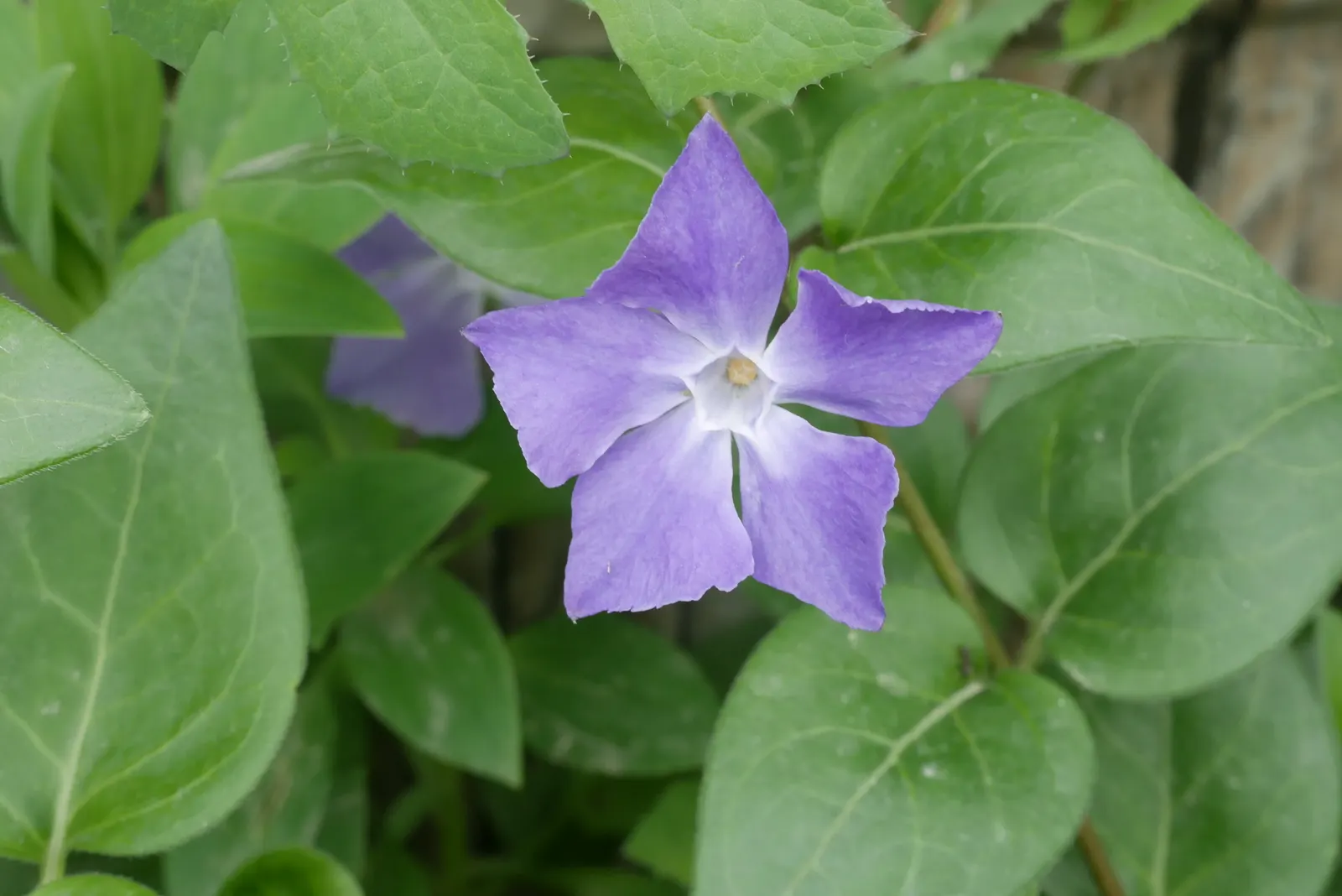 Periwinkle (Vinca Major) — blue flowers in the garden; although it prefers moist, image 138