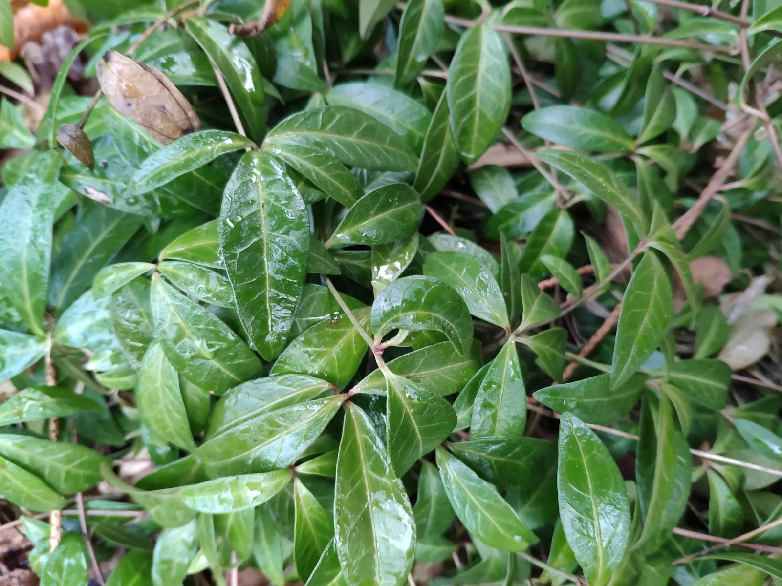 Periwinkle (Vinca Major) — it's important to note that Vinca major spreads quickly and can reach an expansive coverage; where other plants may struggle