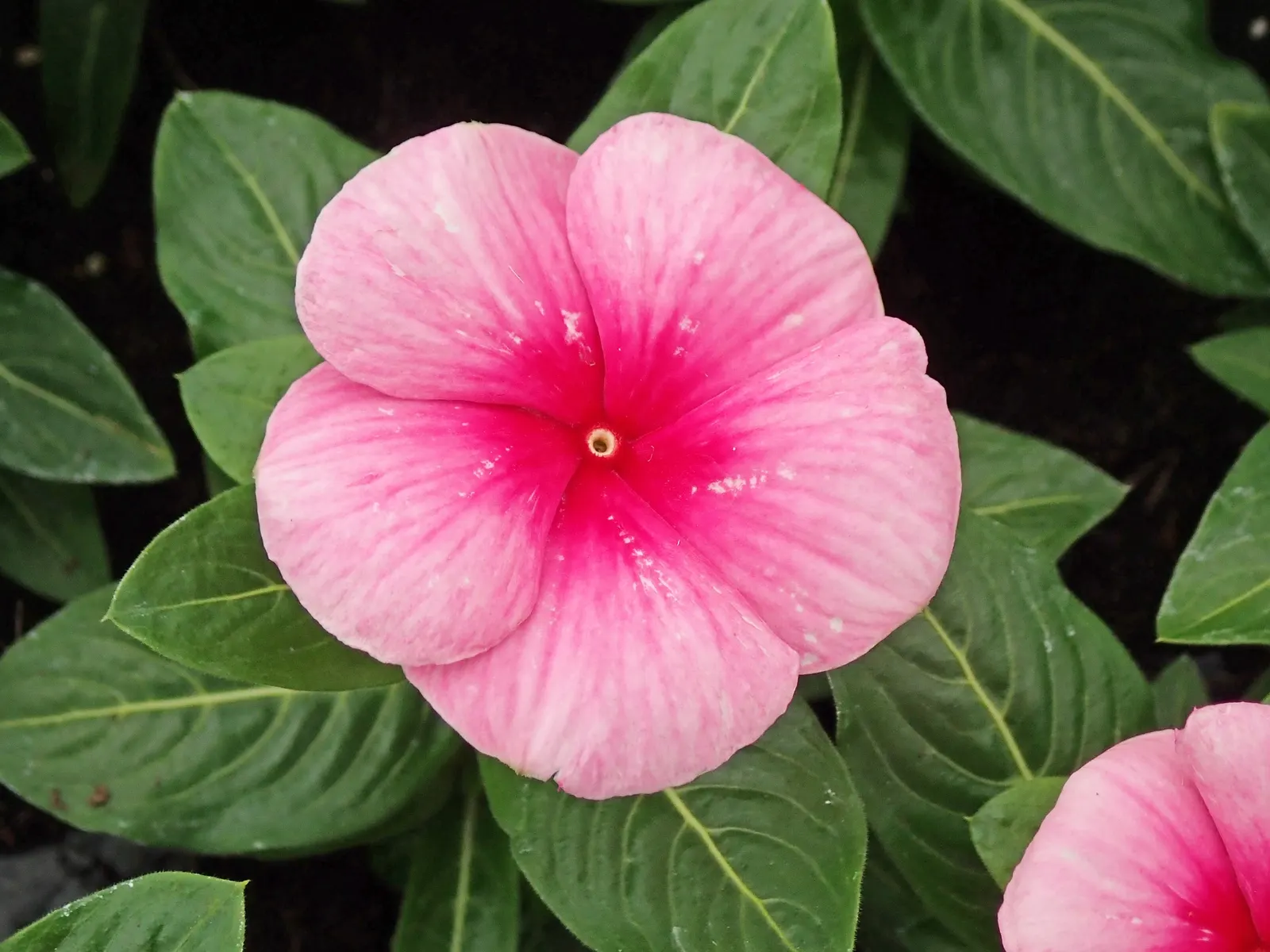 Periwinkle (Vinca Major) — Ideal for erosion control, it requires minimal care once established; infusing the garden with subtle color, image 63