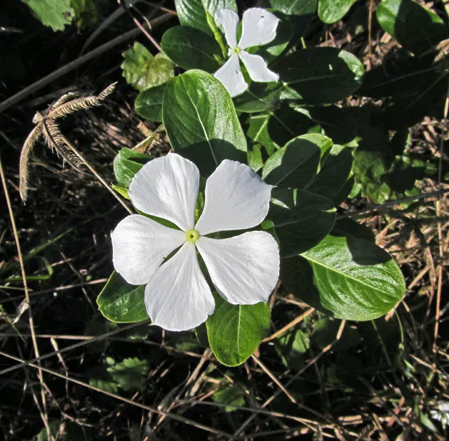 Periwinkle (Vinca Major) — <br><br>Vinca major's glossy; blue-lavender flowers spreading 1-2 inches wide, image 69