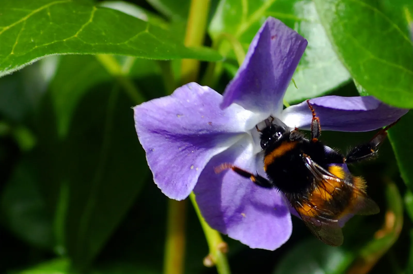 Periwinkle (Vinca Major) — typically grace the plant in mid-spring and intermittently throughout the summer months; blue-lavender flowers spreading, image 101