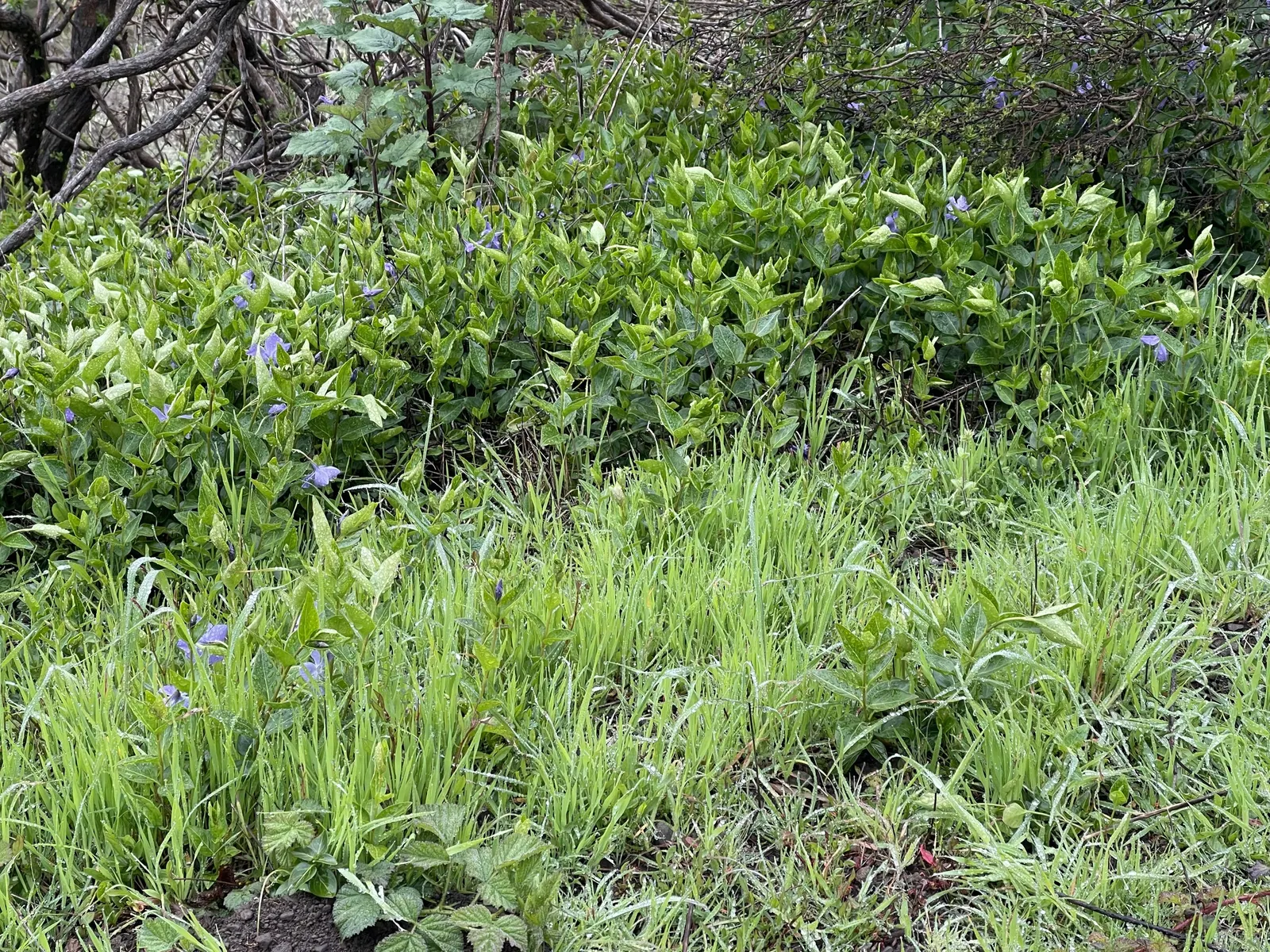 Periwinkle (Vinca Major) — which measure about 1-2 inches wide and 2-3 inches long; although it prefers moist, image 154