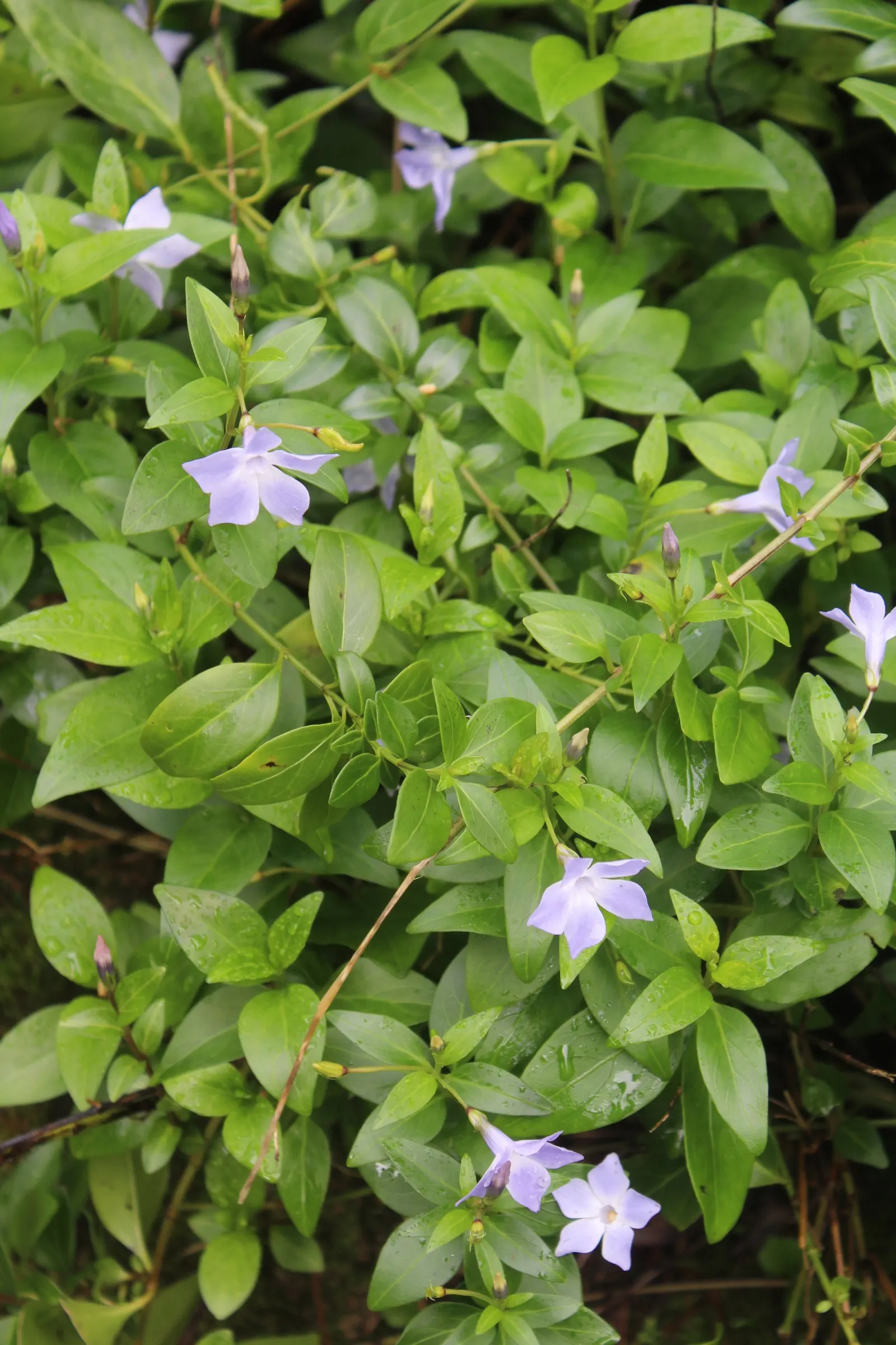 Periwinkle (Vinca Major) — It thrives in Zones 7-9, preferring partial to full shade; although it prefers moist, image 58
