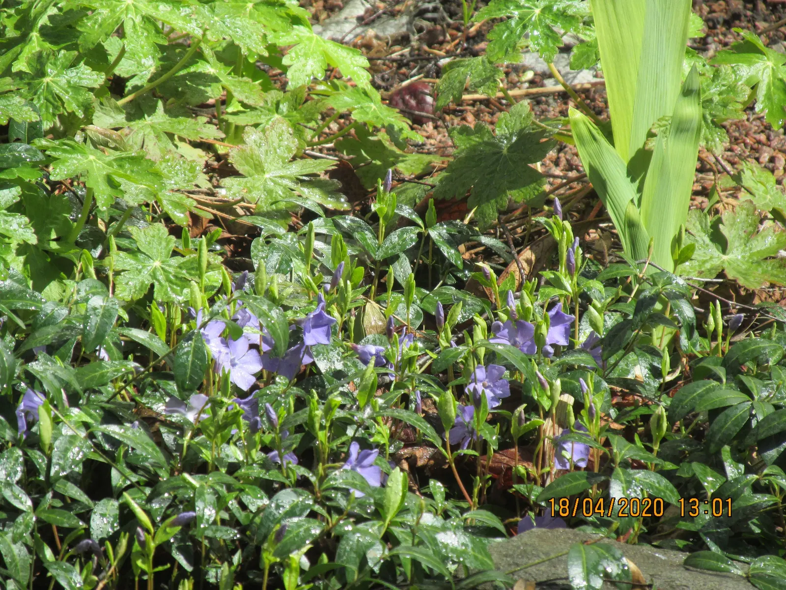 Periwinkle (Vinca Major) — with stems stretching up to 18 inches long; blue-lavender flowers spreading 1-2 inches wide