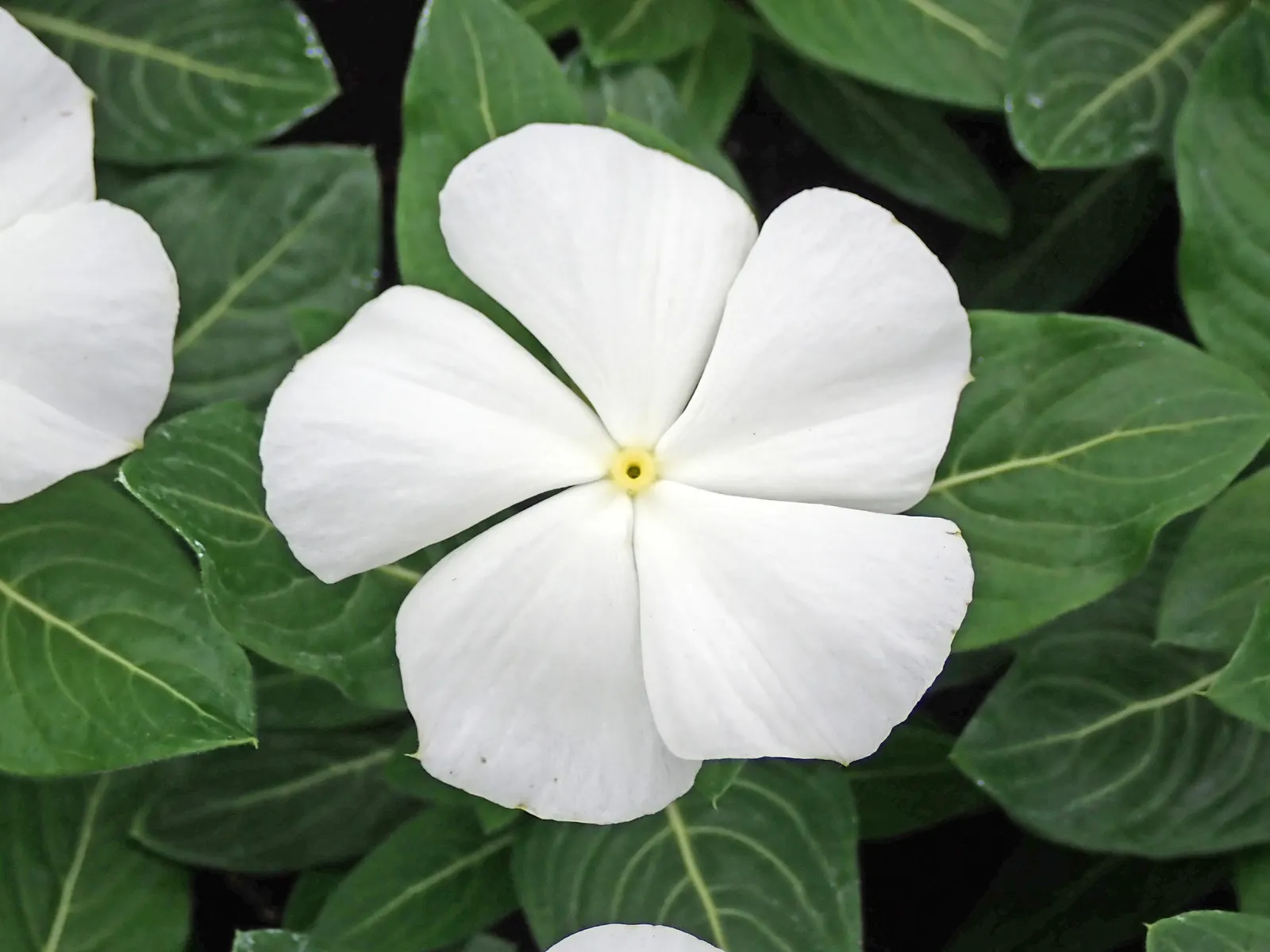 Periwinkle (Vinca Major) — well-drained soils with partial to full shade exposure; where other plants may struggle, image 68