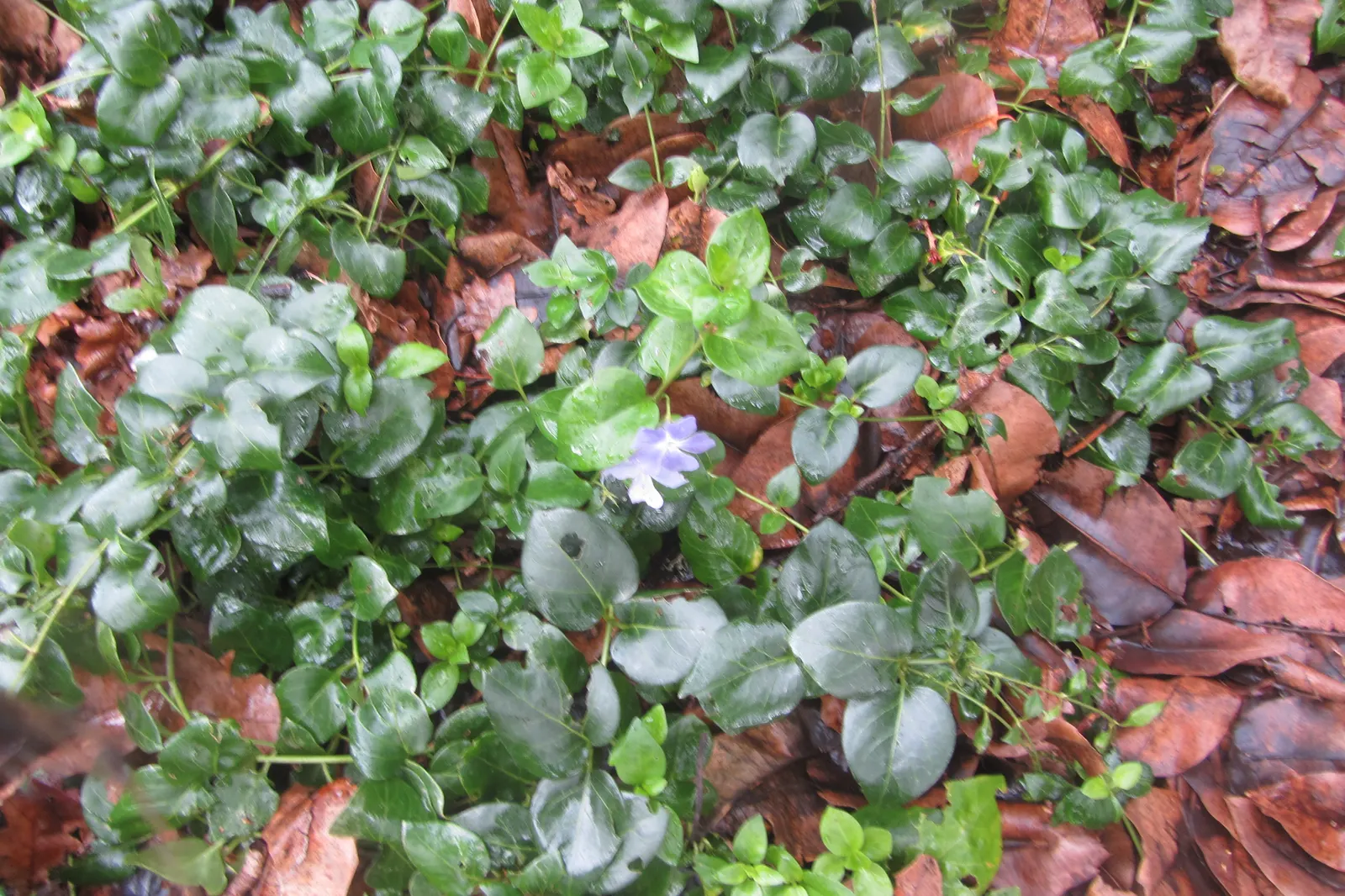 Periwinkle (Vinca Major) — although it prefers moist; infusing the garden with subtle color, image 151