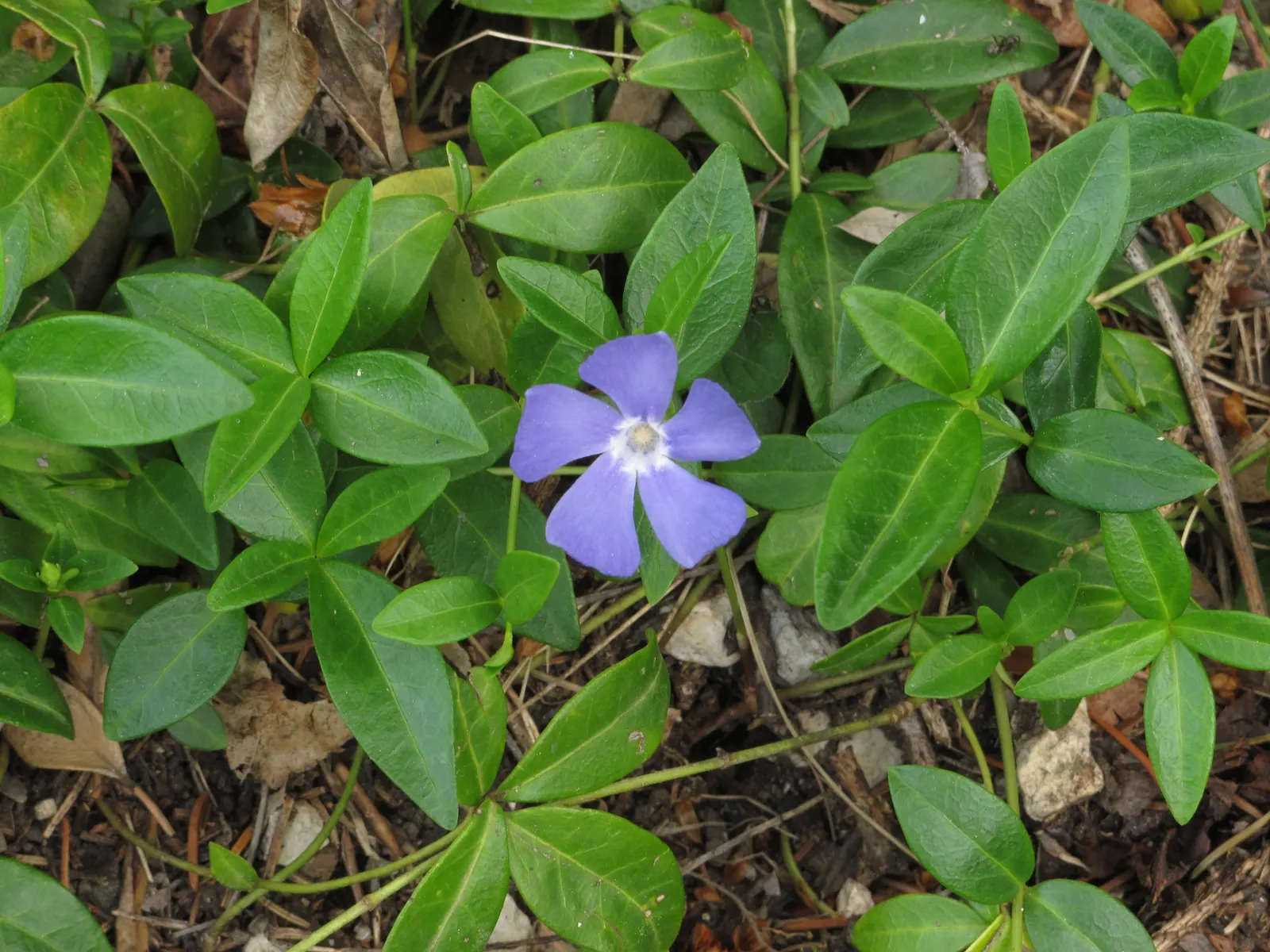 Periwinkle (Vinca Major) — it adds vibrant color from spring to autumn; blue-lavender flowers spreading 1-2 inches wide