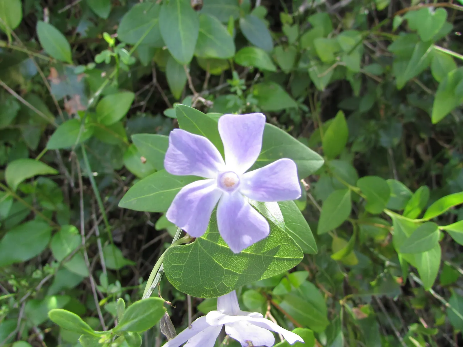 Periwinkle (Vinca Major) — around 1-2 inches in diameter; where other plants may struggle, image 240