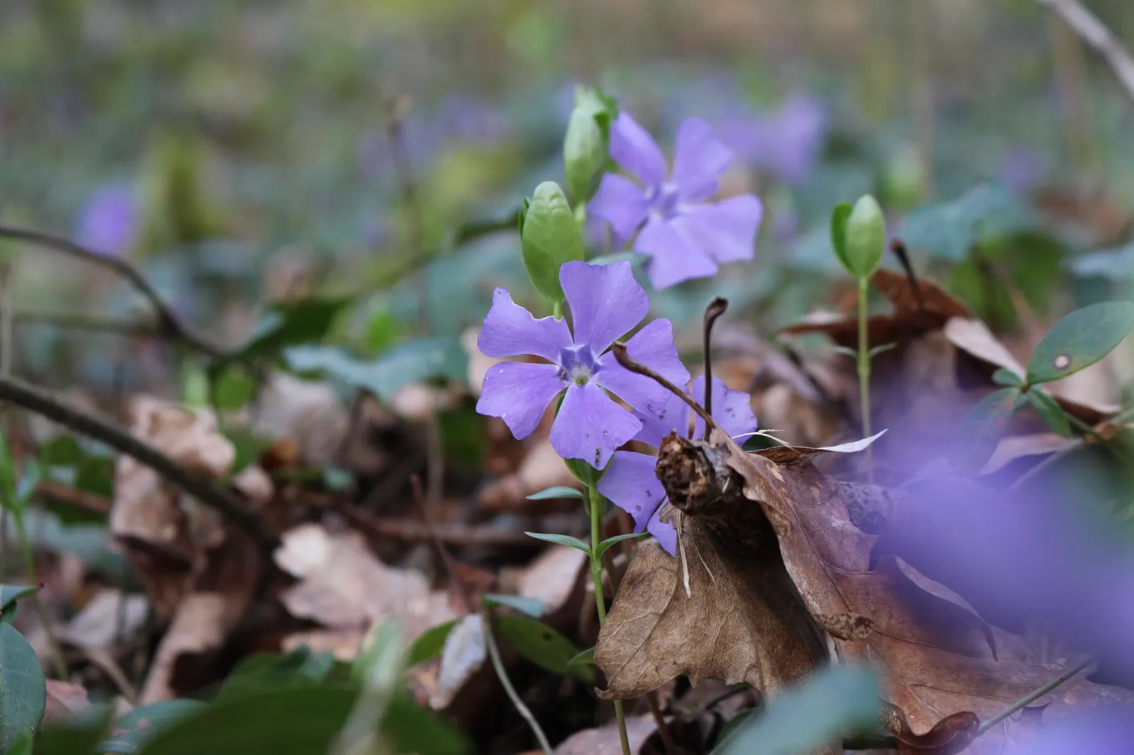 Periwinkle (Vinca Major) — ground cover for half or shade; where other plants may struggle, image 140