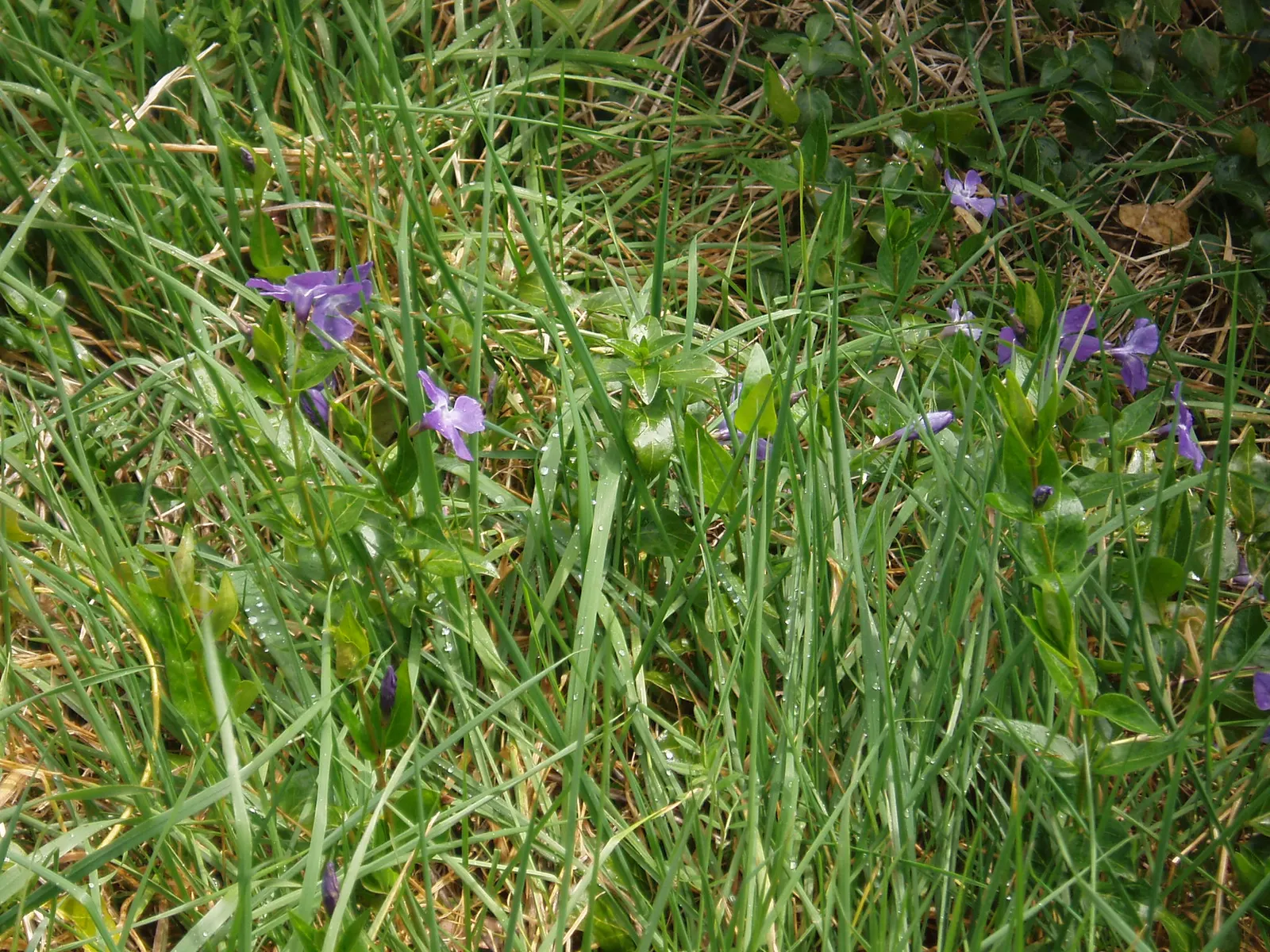 Periwinkle (Vinca Major) — Keep invasive tendencies in check; where other plants may struggle, image 148