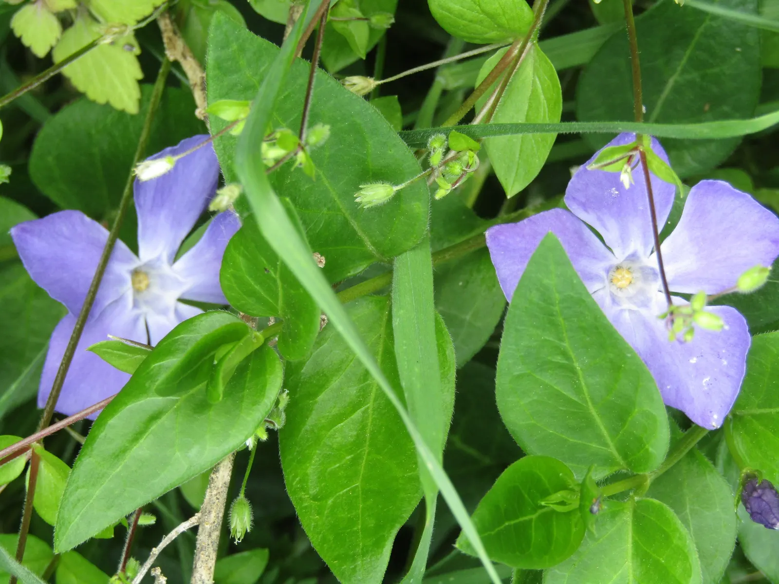 Periwinkle (Vinca Major) — infusing the garden with subtle color; although it prefers moist, image 242