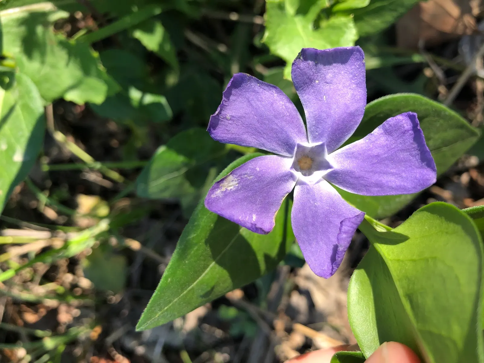 Periwinkle (Vinca Major) — Strategic planting is suggested to avoid unwanted overtaking of nearby plants; although it prefers moist, image 134